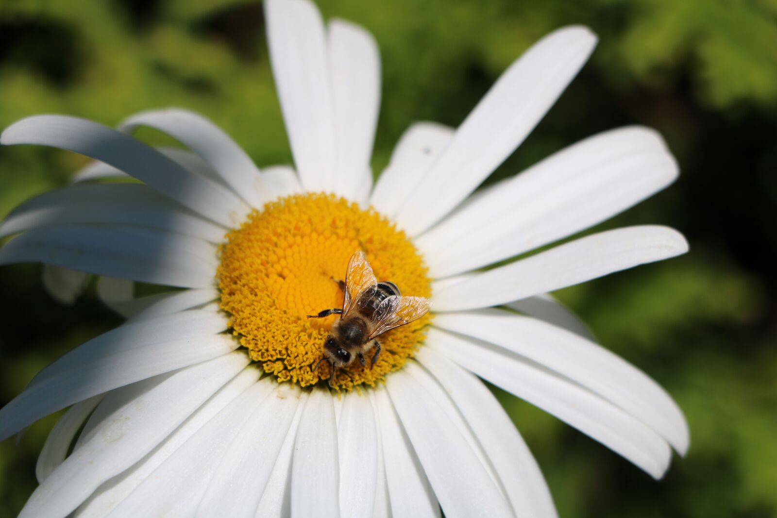 Canon EOS 760D (EOS Rebel T6s / EOS 8000D) sample photo. Bee, marguerite, flower photography