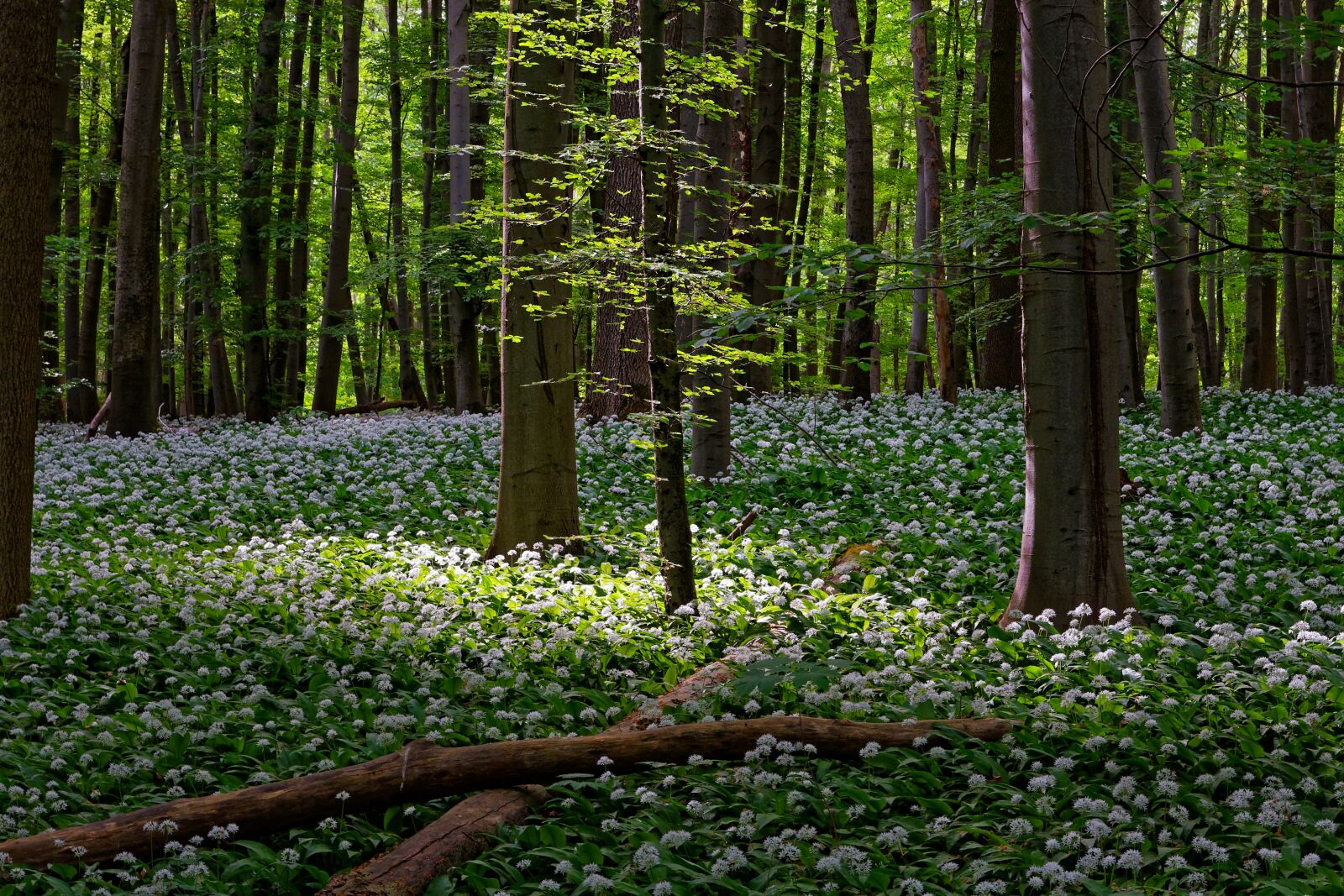 Canon EOS 40D sample photo. Landscape, nature, forest photography