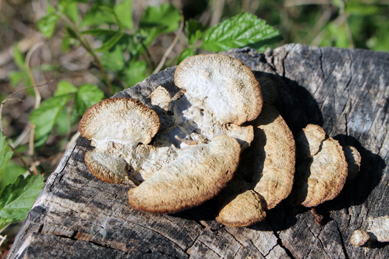 Canon EOS 700D (EOS Rebel T5i / EOS Kiss X7i) sample photo. Mushroom, tree, forest photography