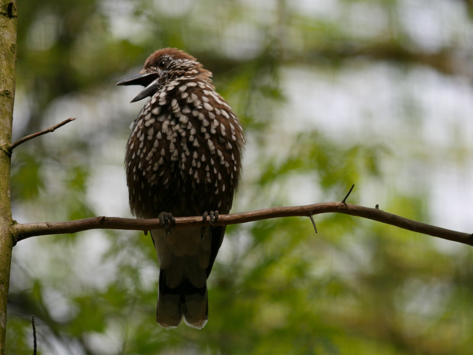 Panasonic DMC-G70 sample photo. Animal, bird, nutcracker photography