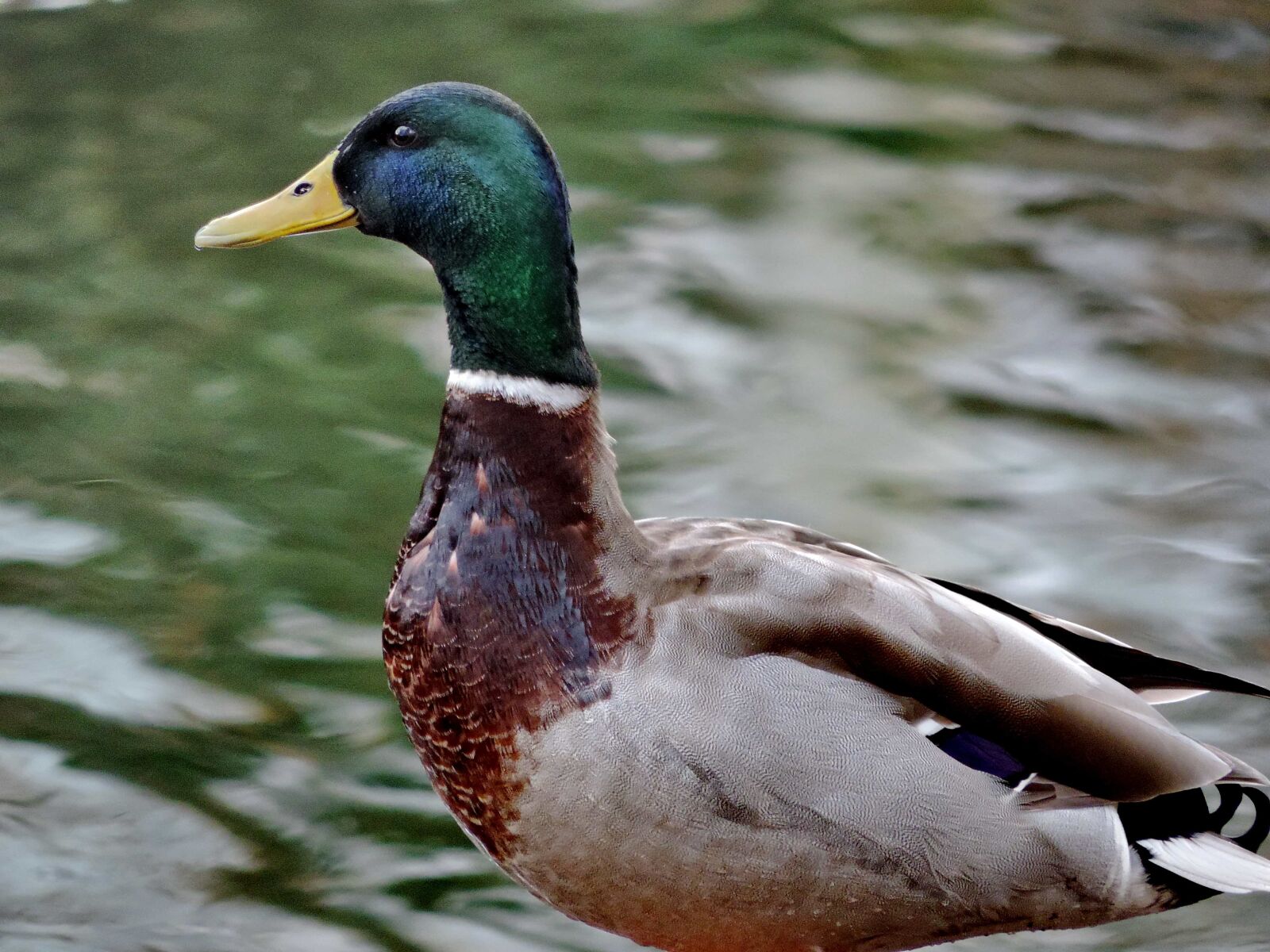 Nikon Coolpix P520 sample photo. Colorful, duck, portrait, wildlife photography