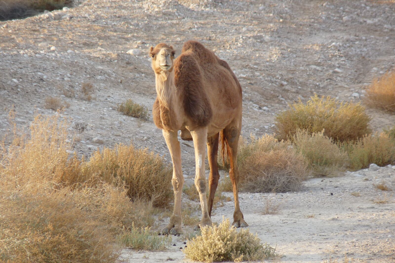 Panasonic Lumix DMC-FZ28 sample photo. Camel, wild, grazing photography