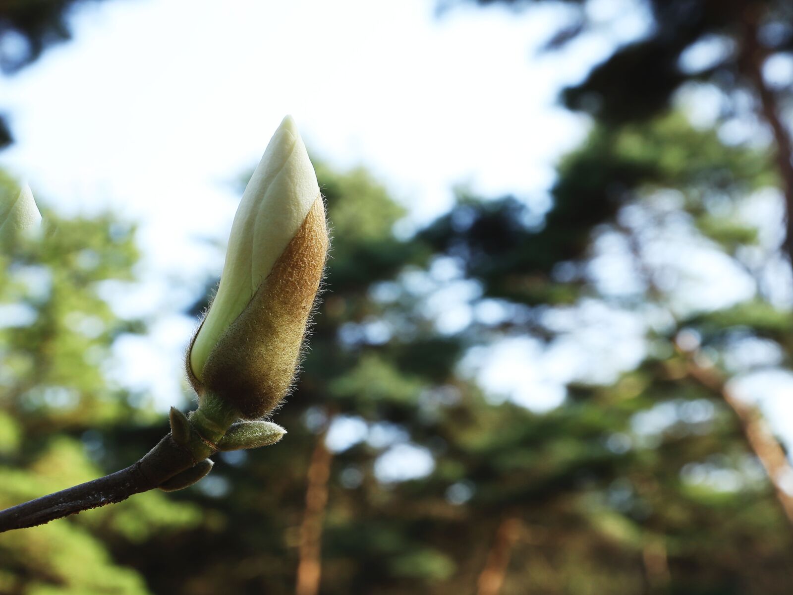 Canon EOS-1D X + Canon EF 16-35mm F2.8L II USM sample photo. Flower bud, sprout, spring photography