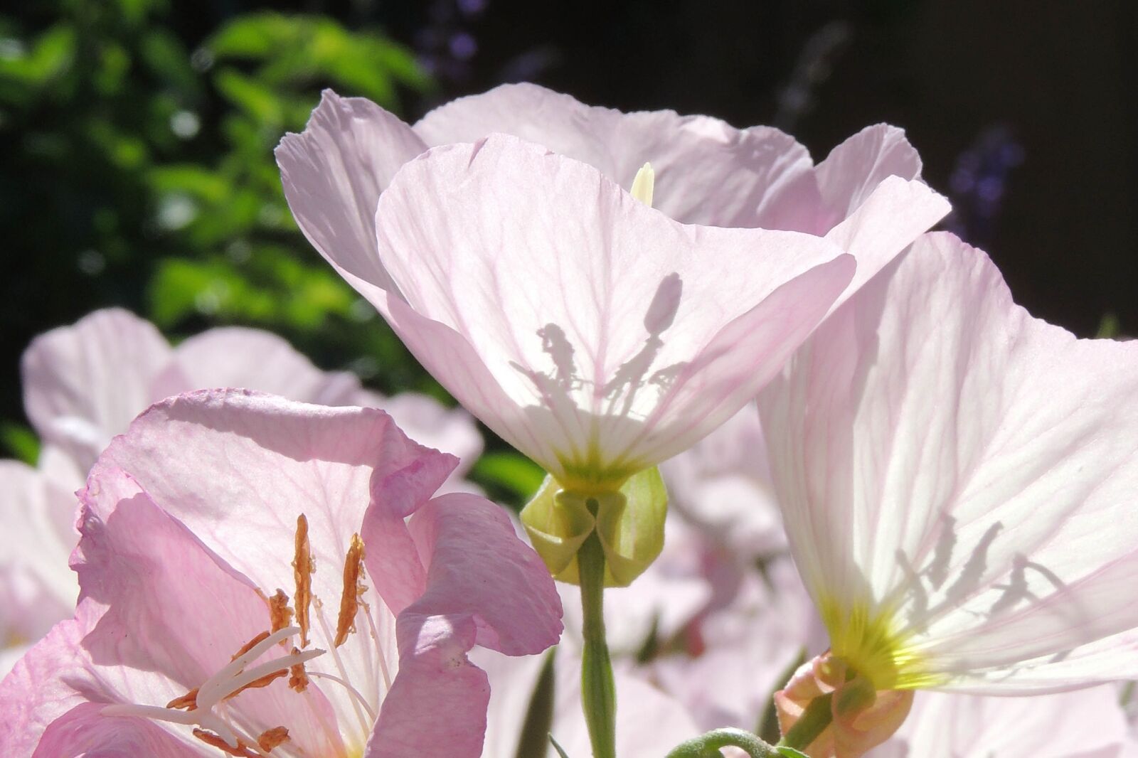 Nikon Coolpix P510 sample photo. Purple, flower, transparent photography