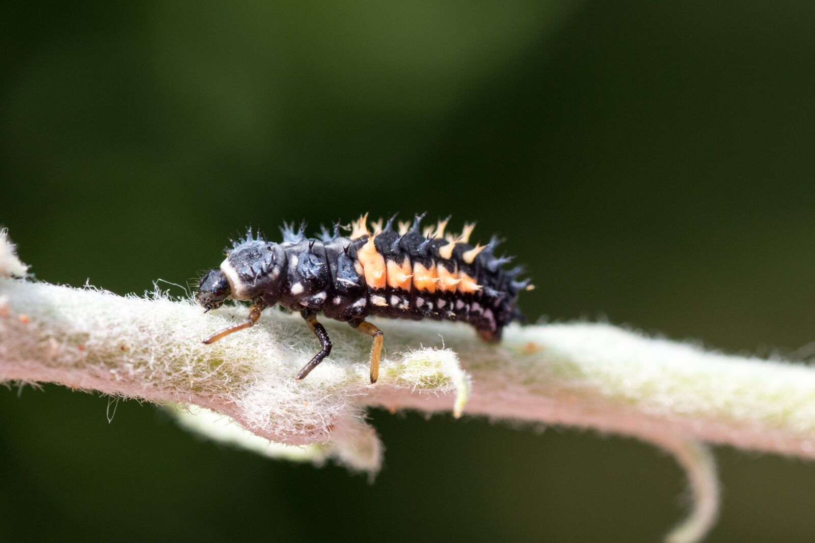 Canon EOS 7D Mark II sample photo. Marienk fer larva, macro photography