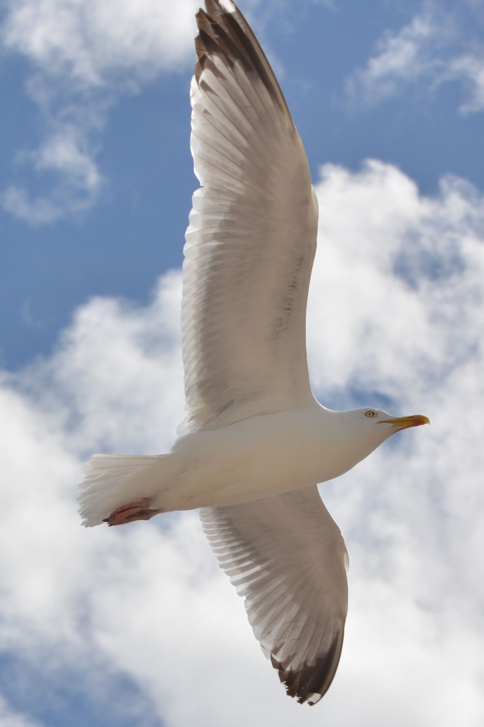 Nikon D5200 sample photo. Seagull, bird, animal photography