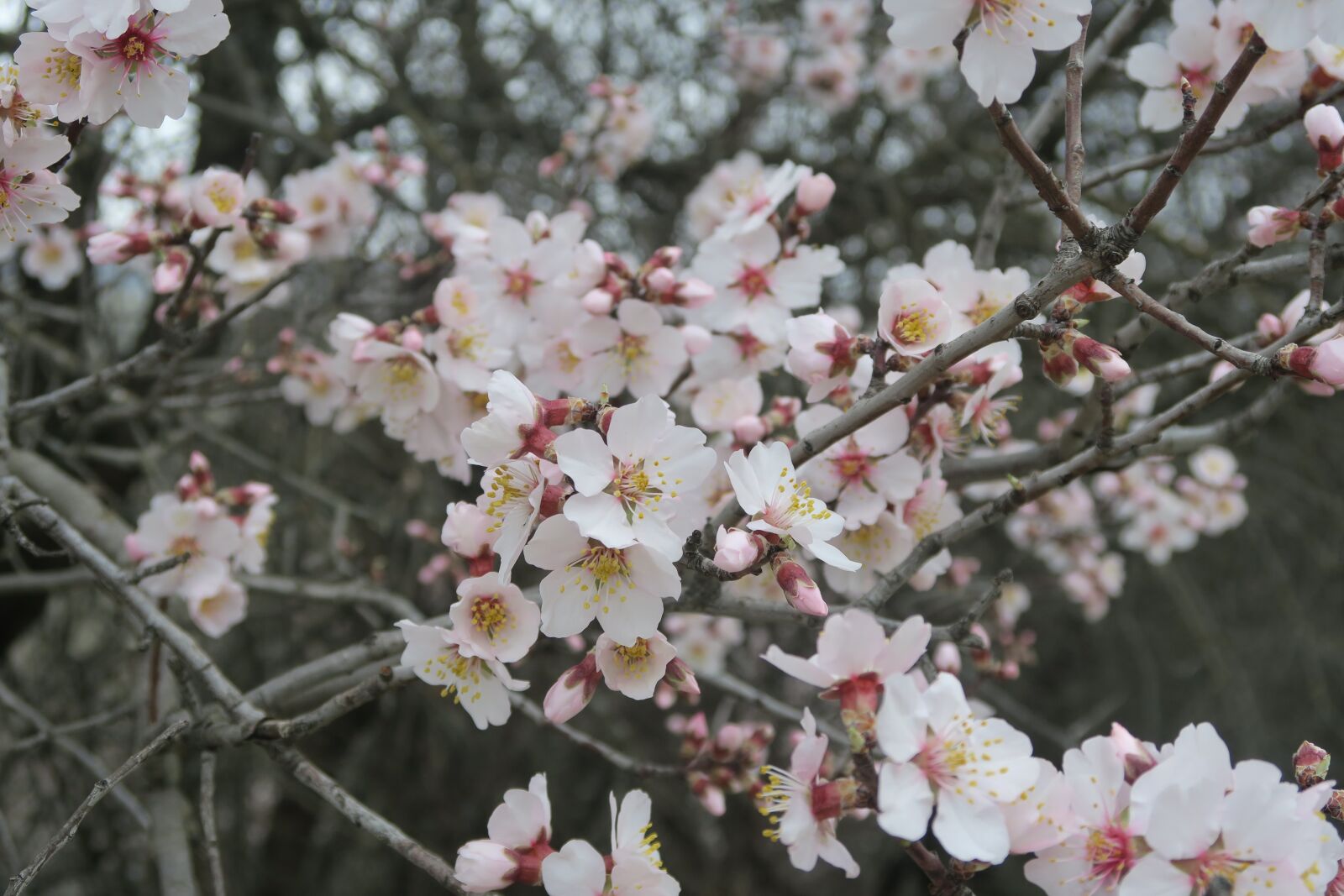 Canon PowerShot G7 X sample photo. Almond, spring, flower photography