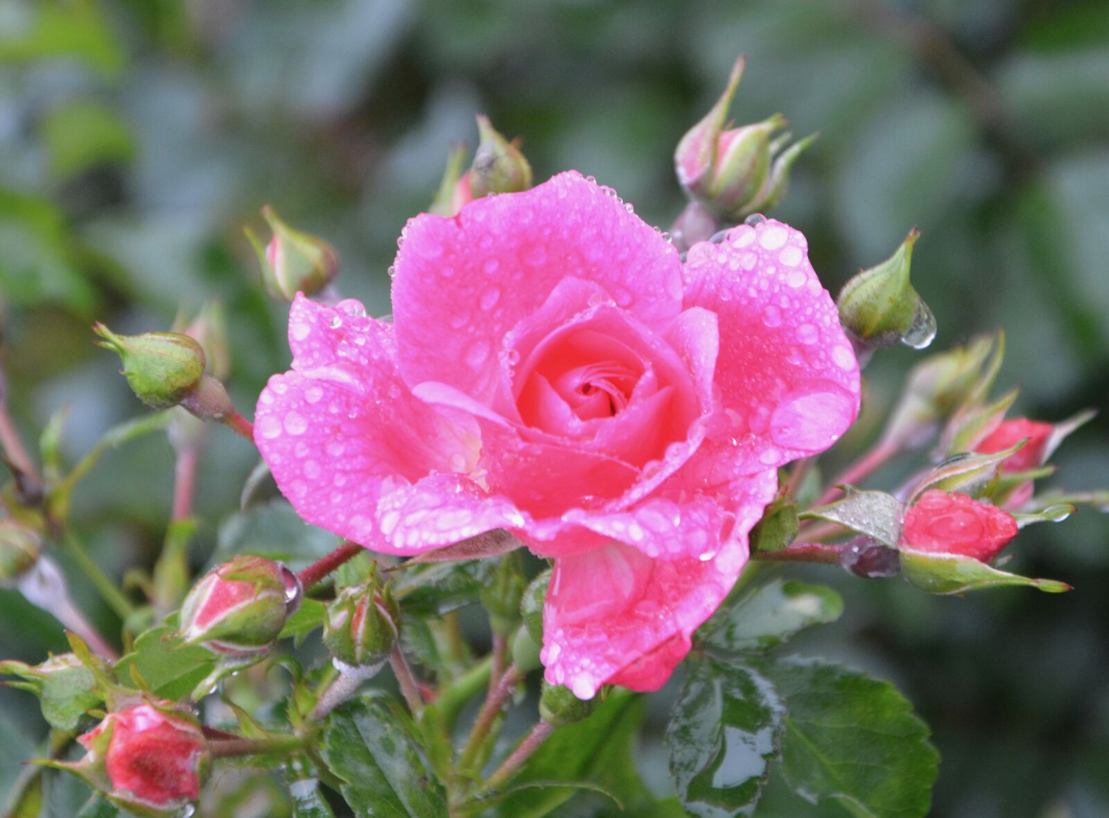 Nikon D5200 sample photo. Pink, buttons roses, rose photography
