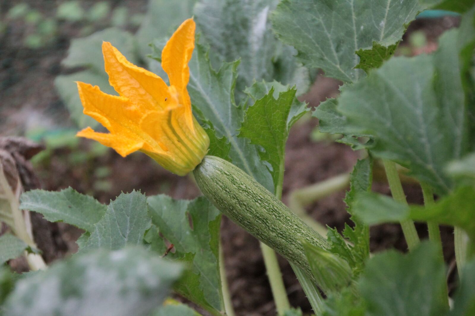 Canon EOS 600D (Rebel EOS T3i / EOS Kiss X5) sample photo. Zucchini, flower zucchini, vegetable photography
