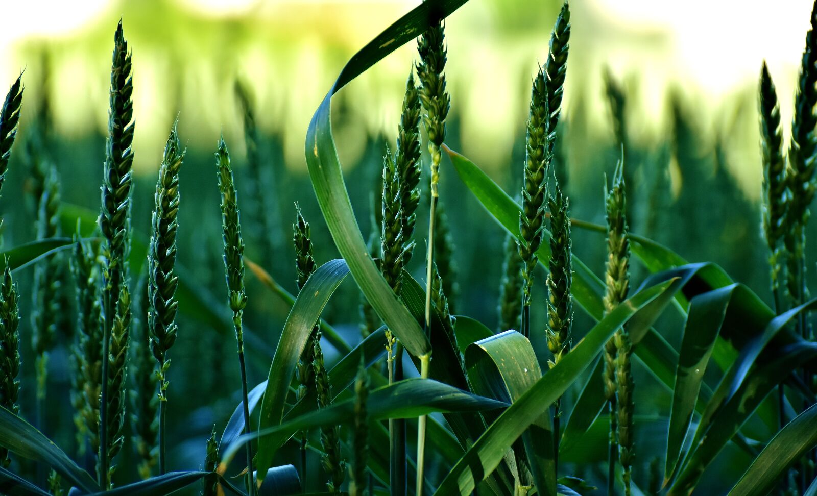 Nikon D7200 sample photo. Cereals, field, nature photography