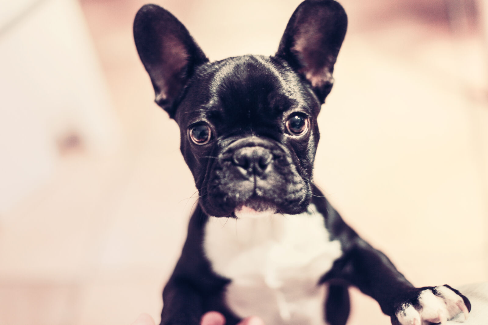 Canon EOS 5D Mark II sample photo. Animal, black, curious, cute photography