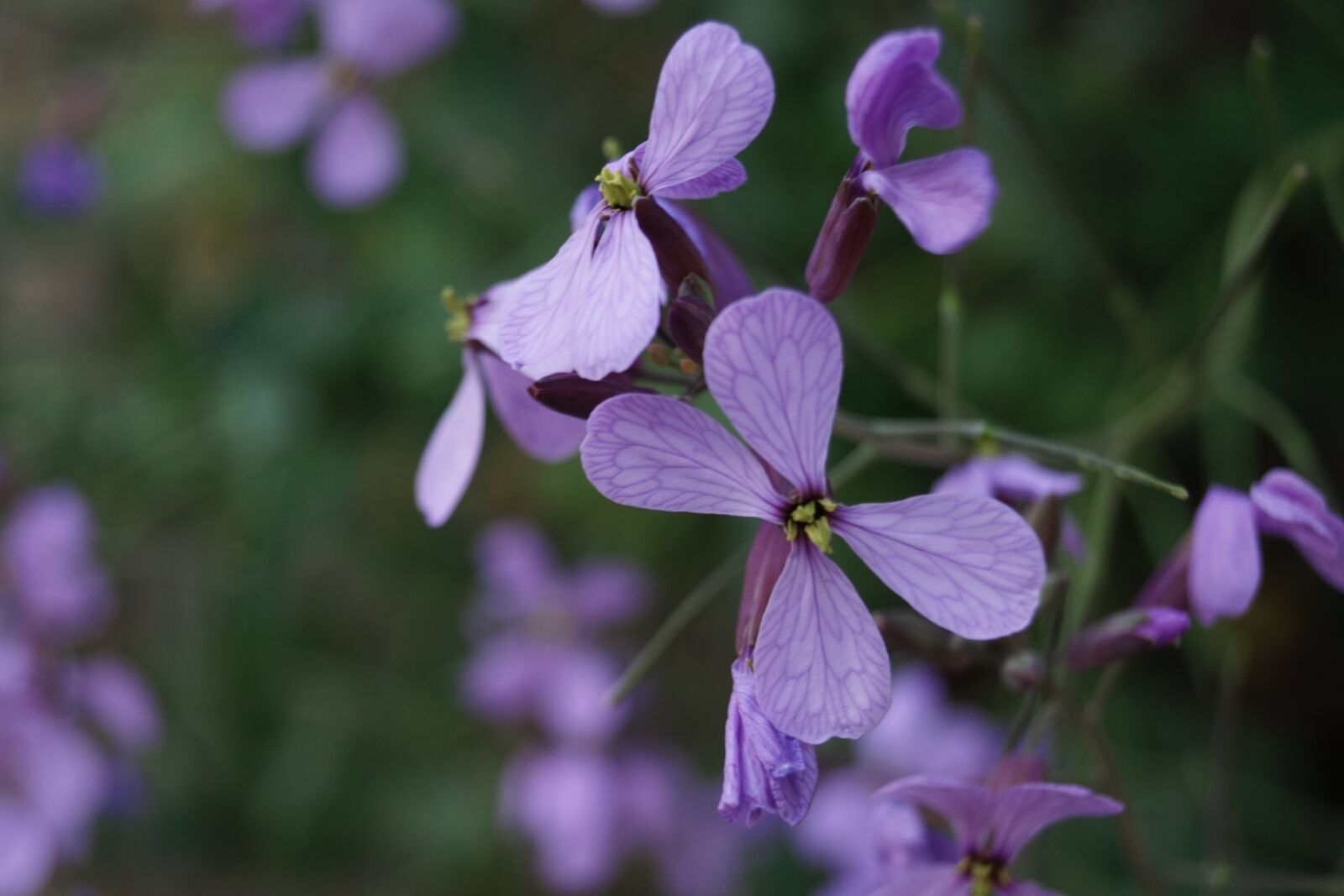 Sony SLT-A68 sample photo. Flower, purple, bloom photography