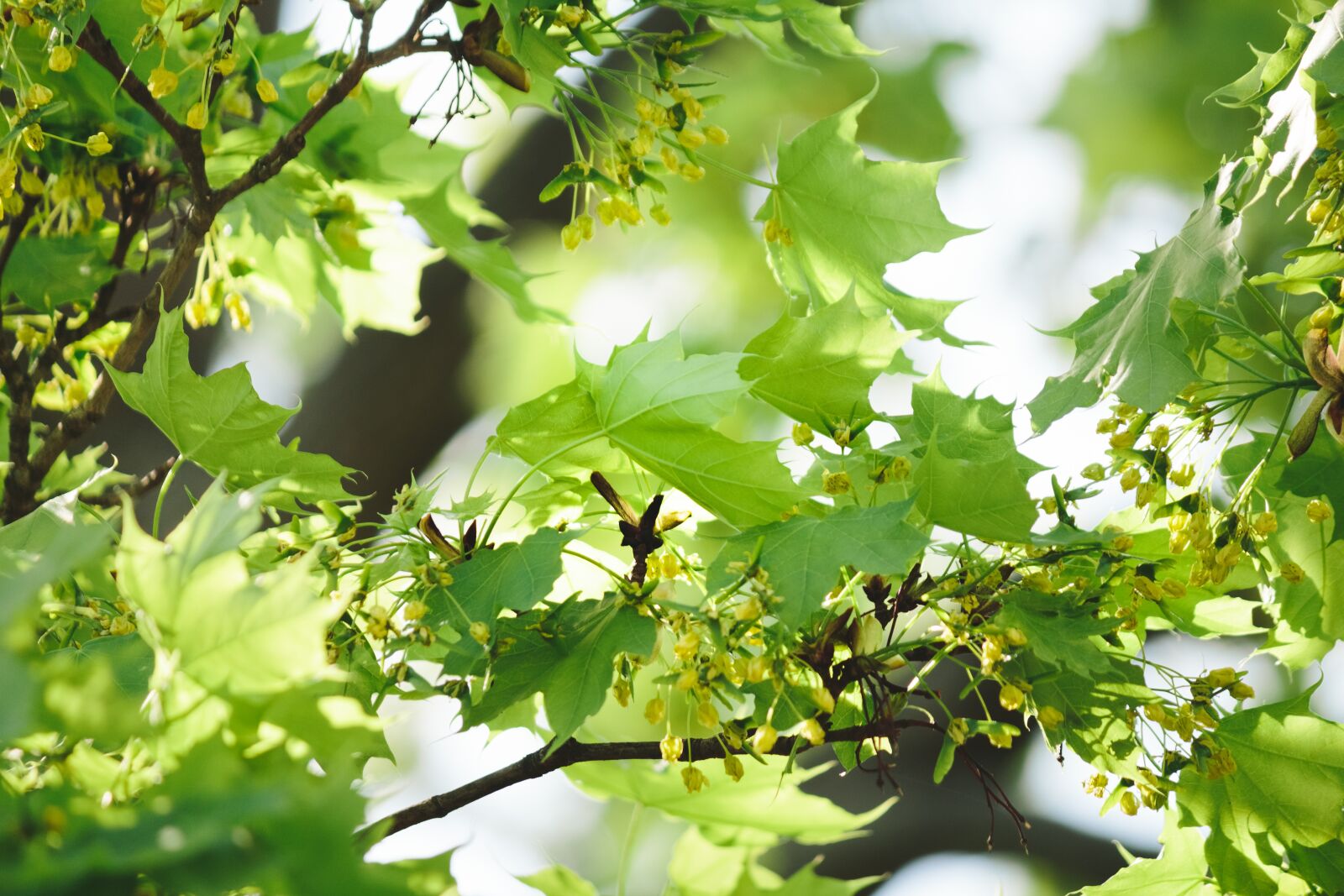 Canon EOS 700D (EOS Rebel T5i / EOS Kiss X7i) sample photo. Leaf, nature, growth photography