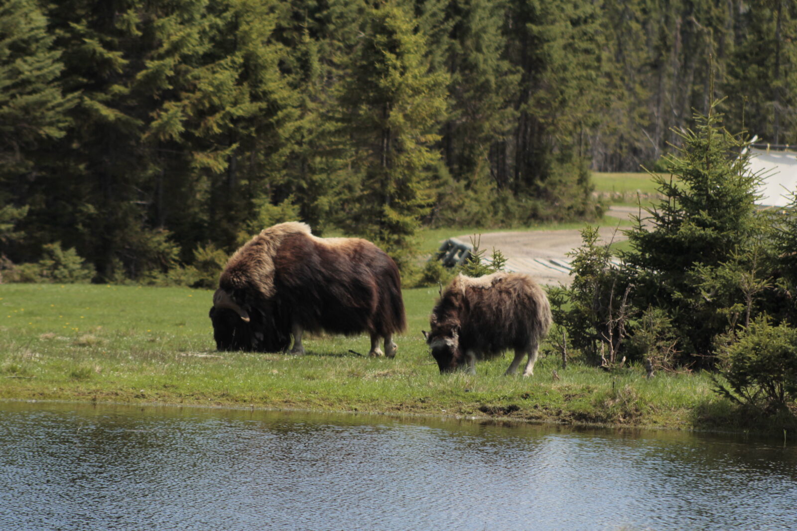 Canon EOS 1100D (EOS Rebel T3 / EOS Kiss X50) sample photo. Bison, wildlife photography