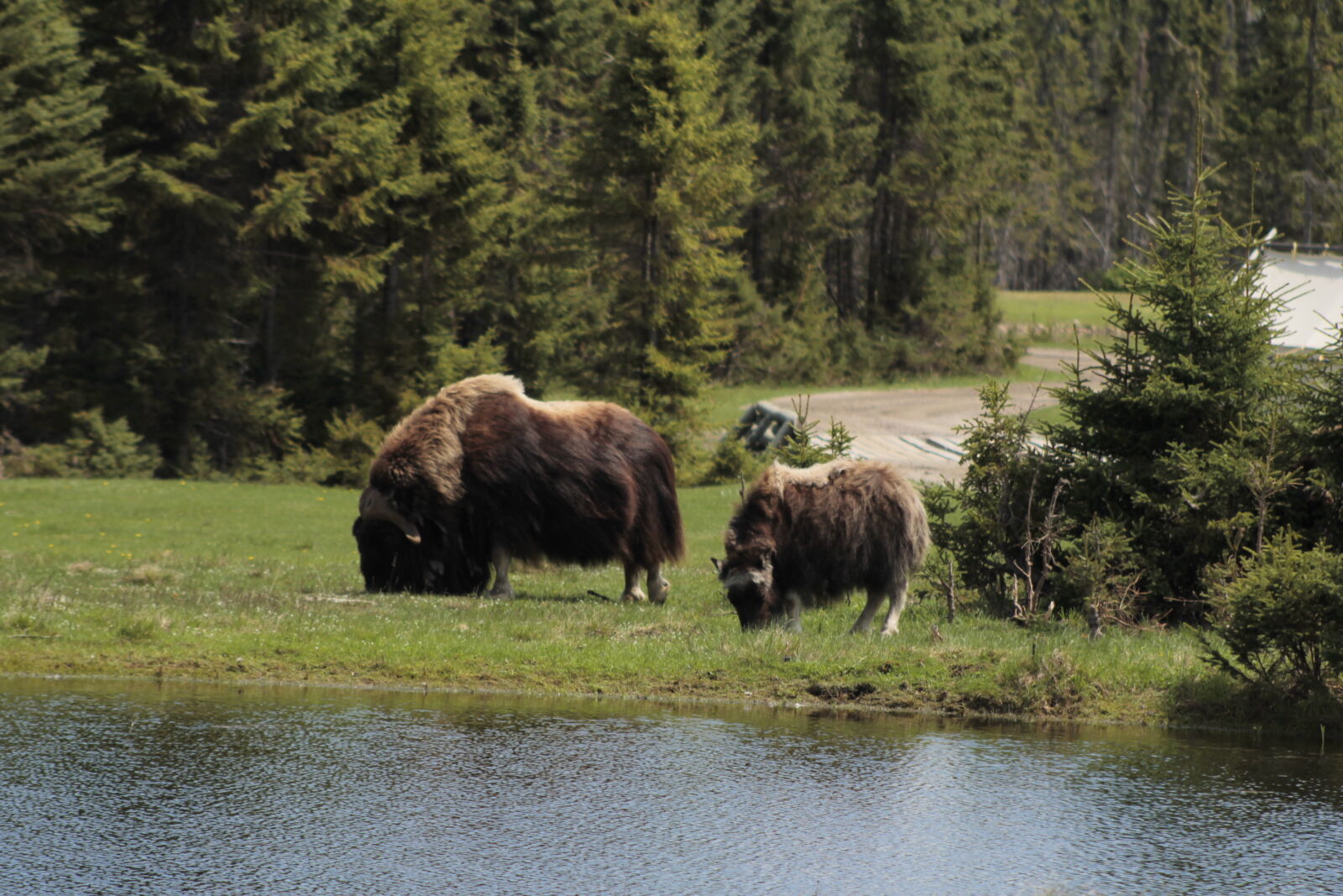 Canon EOS 1100D (EOS Rebel T3 / EOS Kiss X50) + Canon EF 75-300mm f/4-5.6 USM sample photo. Bison, wildlife photography