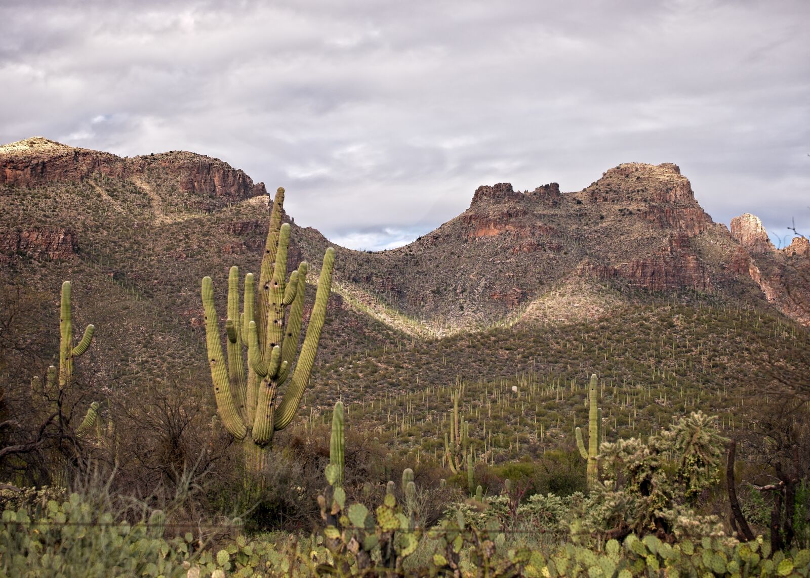 Fujifilm X-E2 + Fujifilm XF 55-200mm F3.5-4.8 R LM OIS sample photo. Saguaro, cactus photography