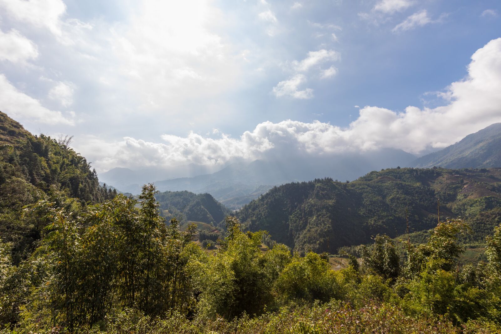Canon EF 16-35mm F4L IS USM sample photo. Nature, landscape, tree photography