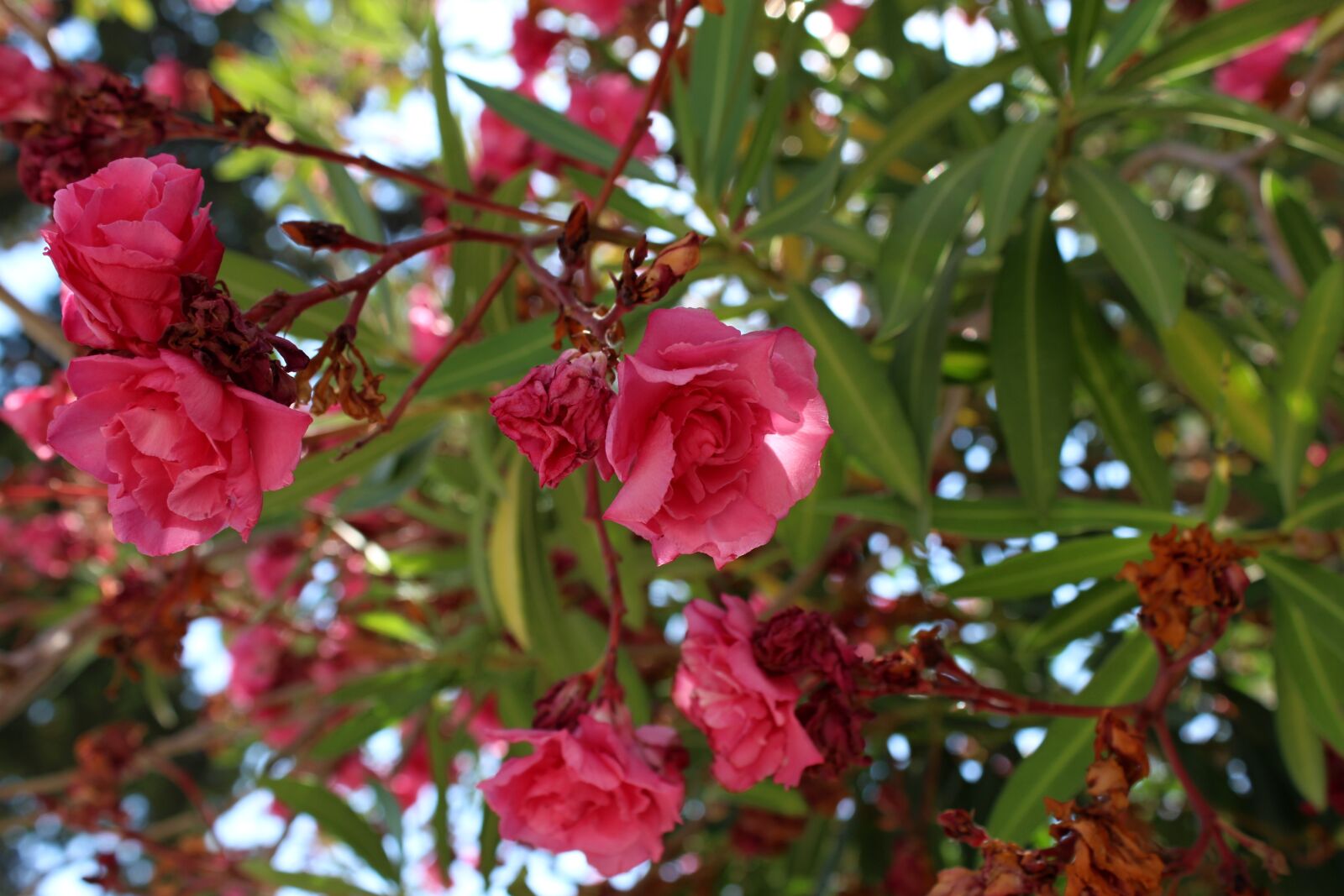 Canon EOS 100D (EOS Rebel SL1 / EOS Kiss X7) sample photo. Flower, green, pink photography