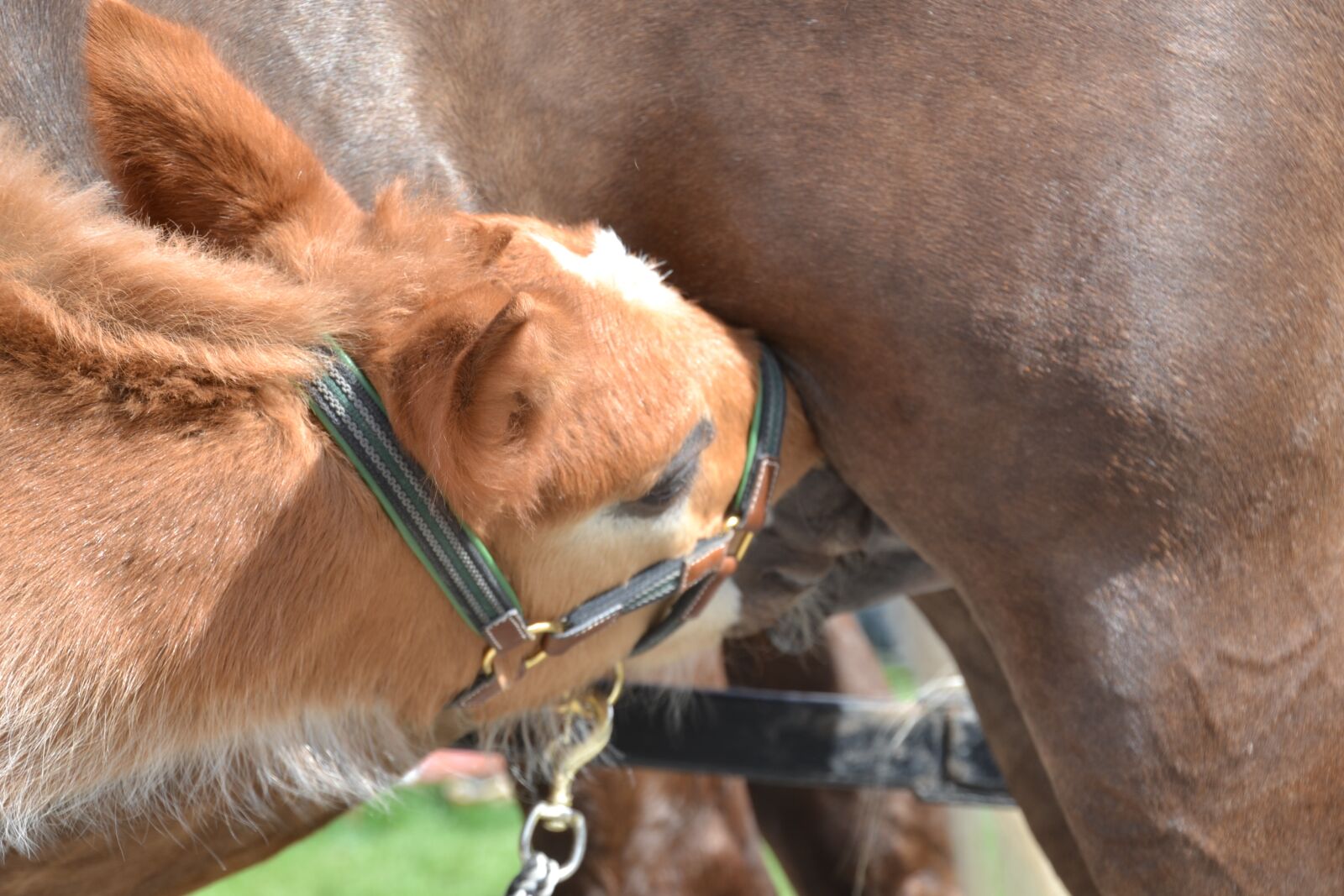 Nikon D3100 sample photo. Foal, dam, horse photography