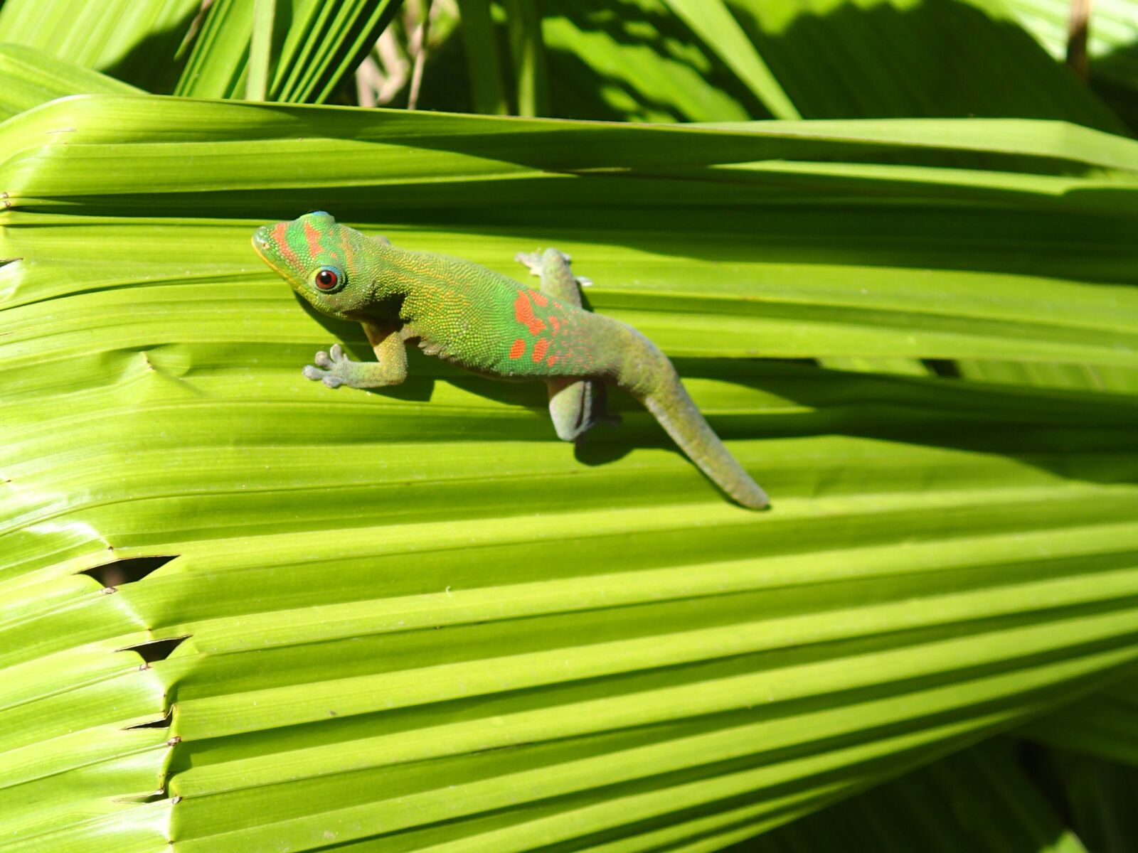 Olympus TG-2 sample photo. Lizard, green, meeting photography