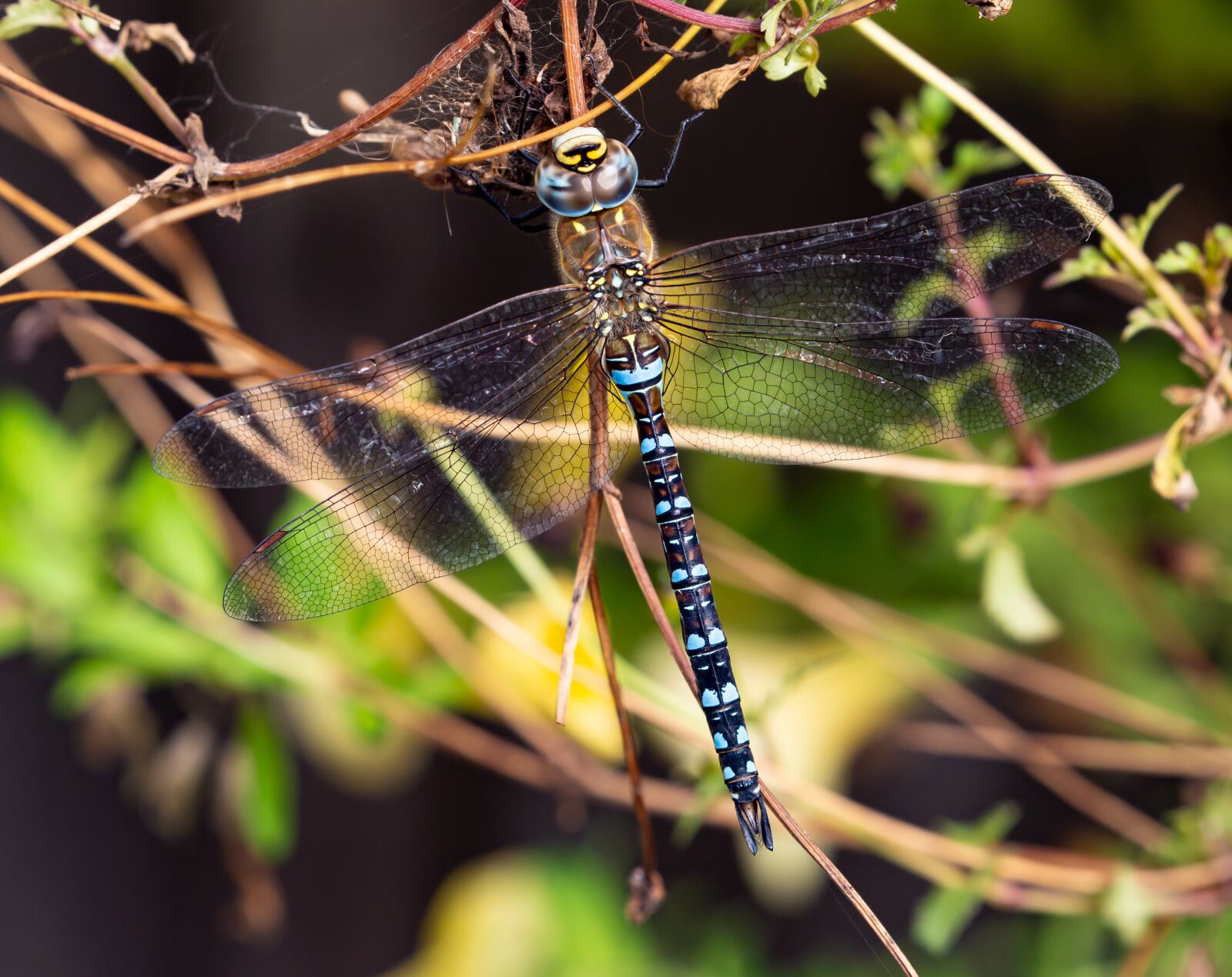Canon EOS 5D Mark III sample photo. Dragonfly, emperor dragonfly, insect photography