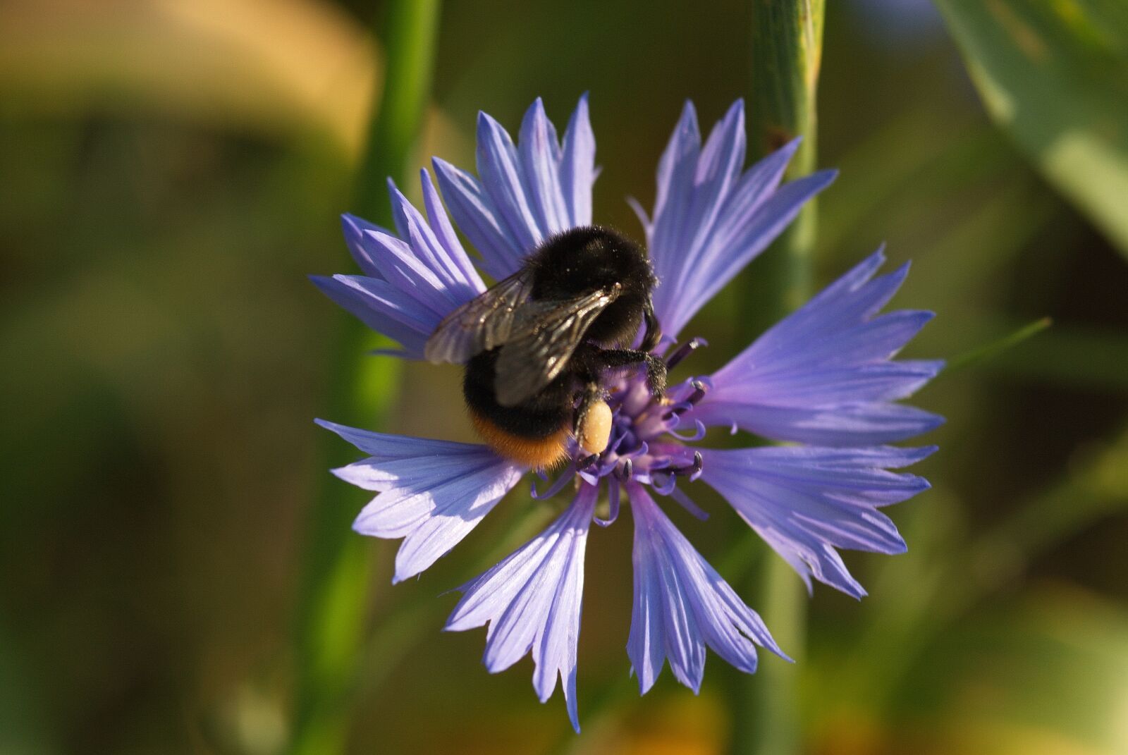 Nikon D200 sample photo. Spring, purple flower, macro photography