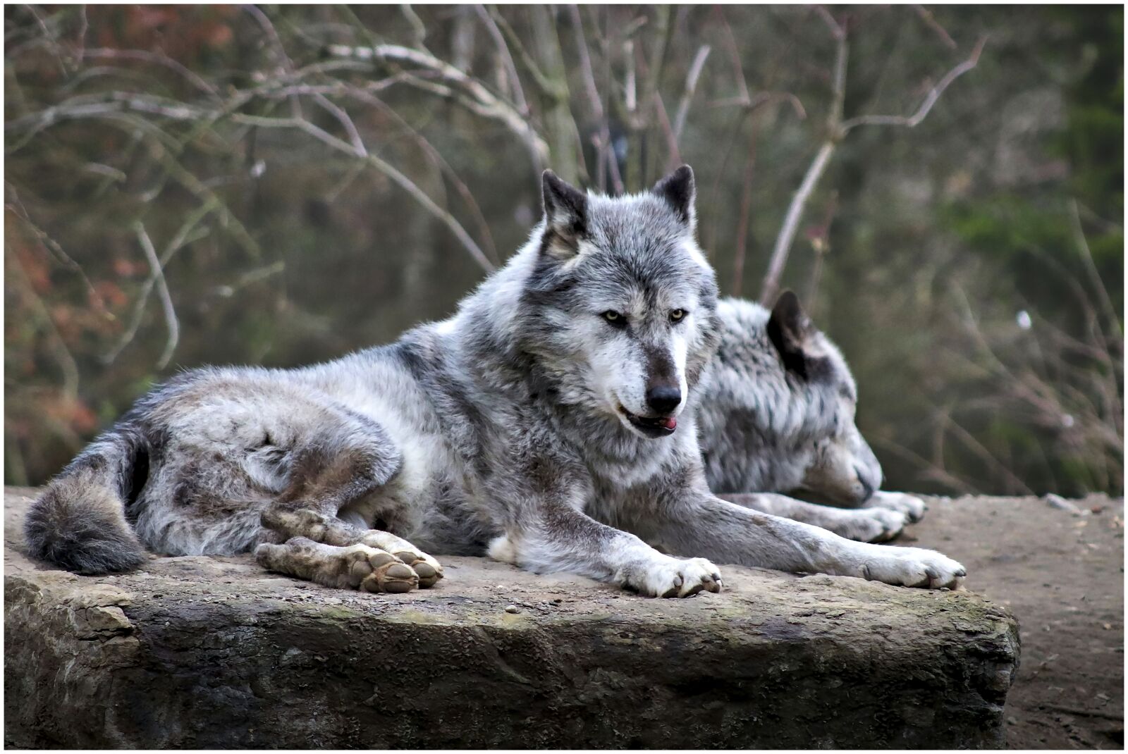 Canon EF75-300mm f/4-5.6 sample photo. Wolf, wild, canine photography