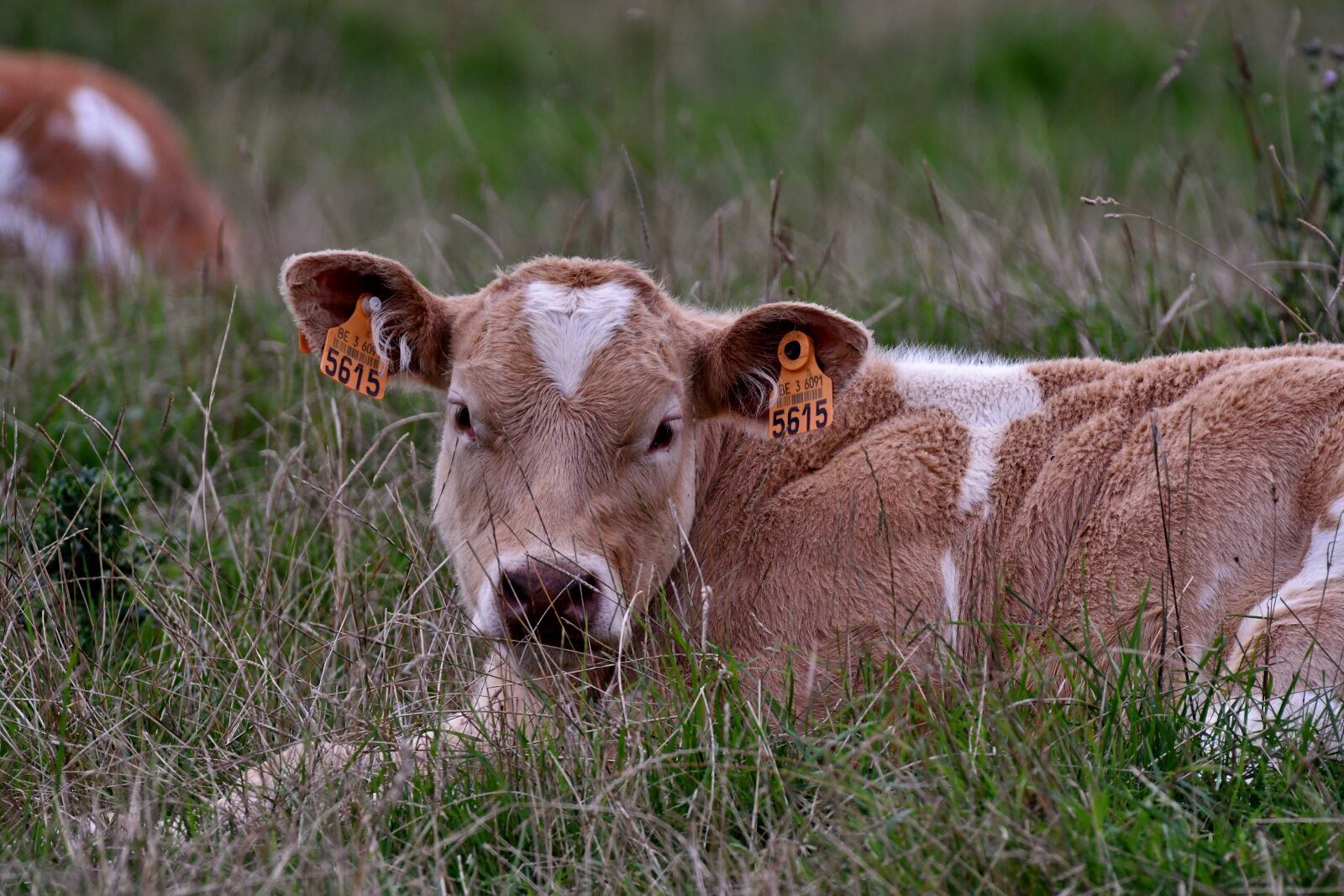 Nikon D500 sample photo. Cow, calf, herkauwer photography