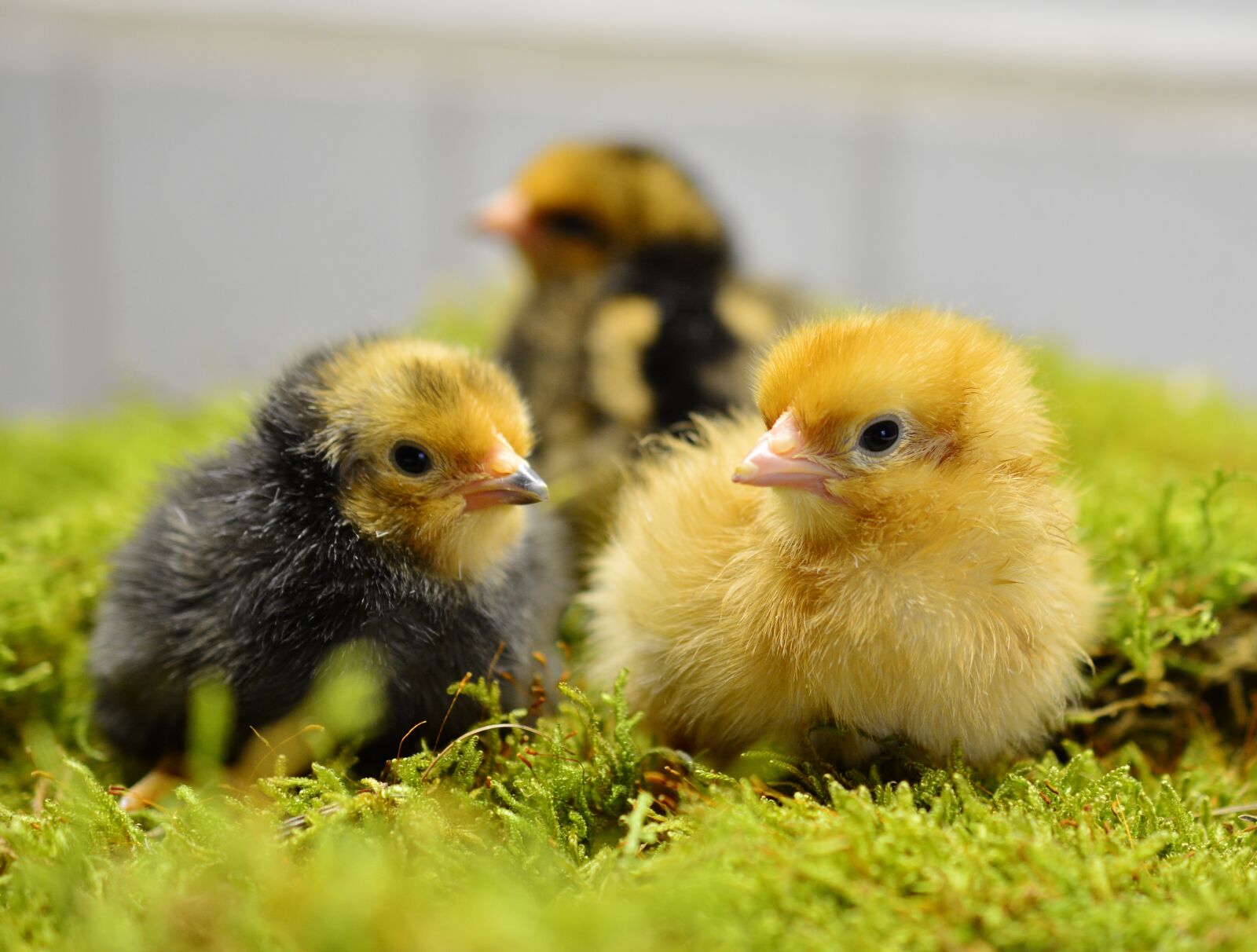 Nikon D5200 sample photo. Chicks, hatched, young animal photography