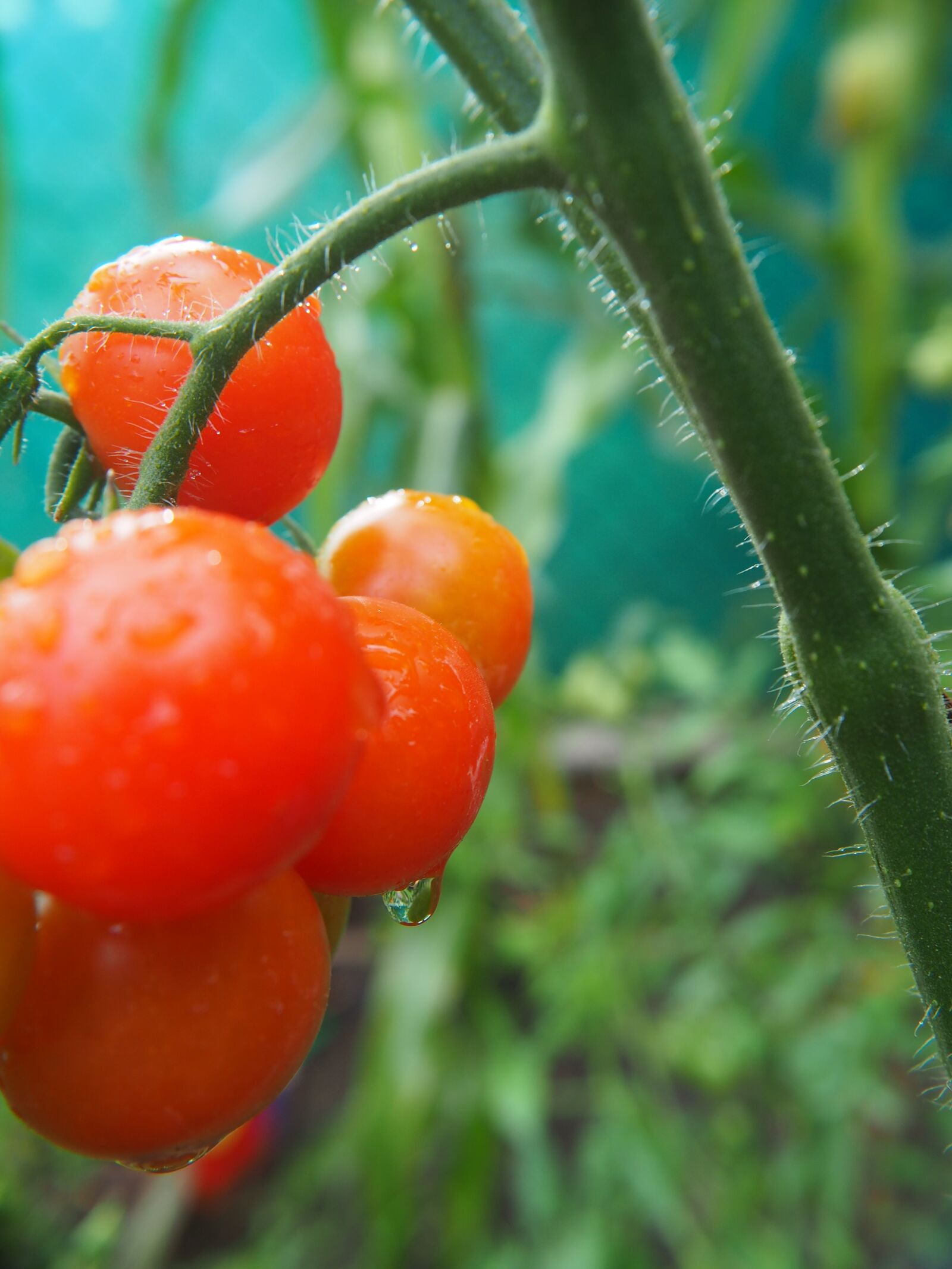 Olympus OM-D E-M10 sample photo. Tomatoes, red, plant photography
