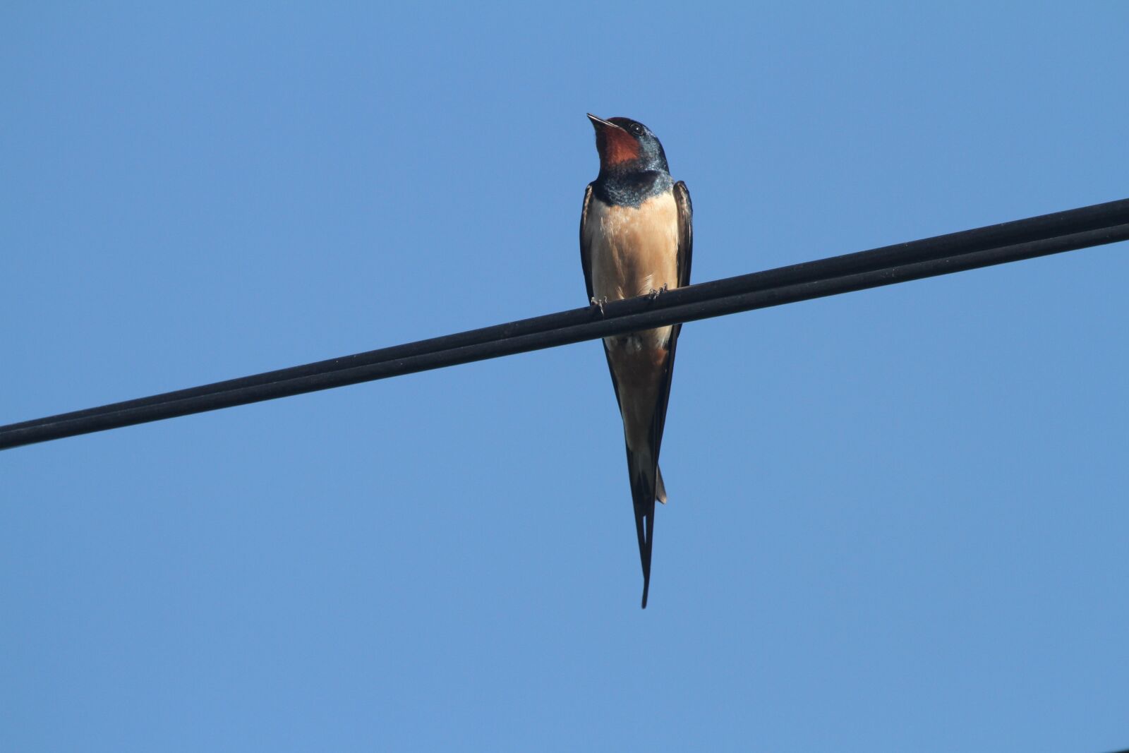 Canon EOS 7D + Canon EF 100-400mm F4.5-5.6L IS USM sample photo. Swallow, wire, sky photography