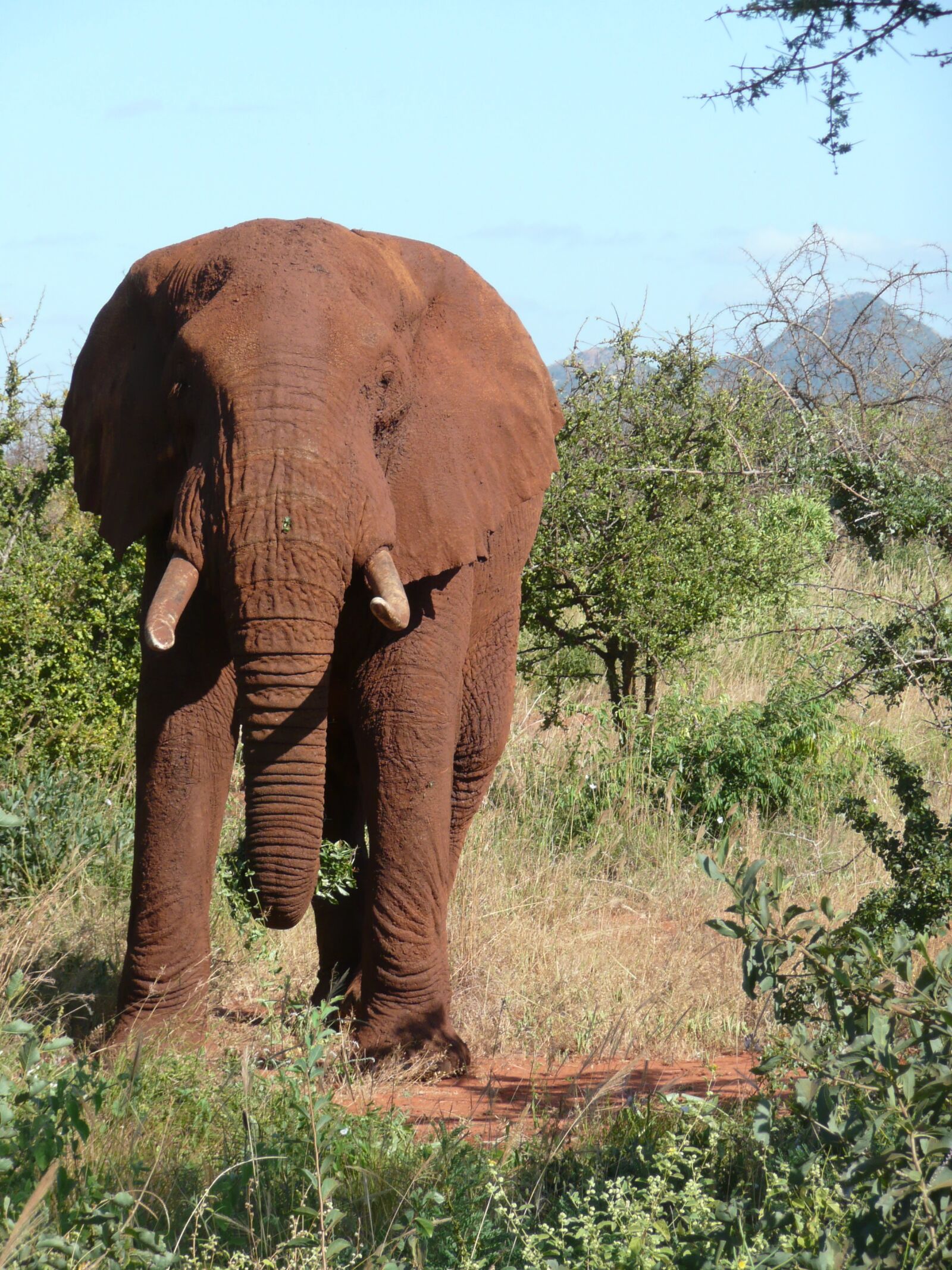 Panasonic DMC-TZ3 sample photo. Red, elephant, kenya photography