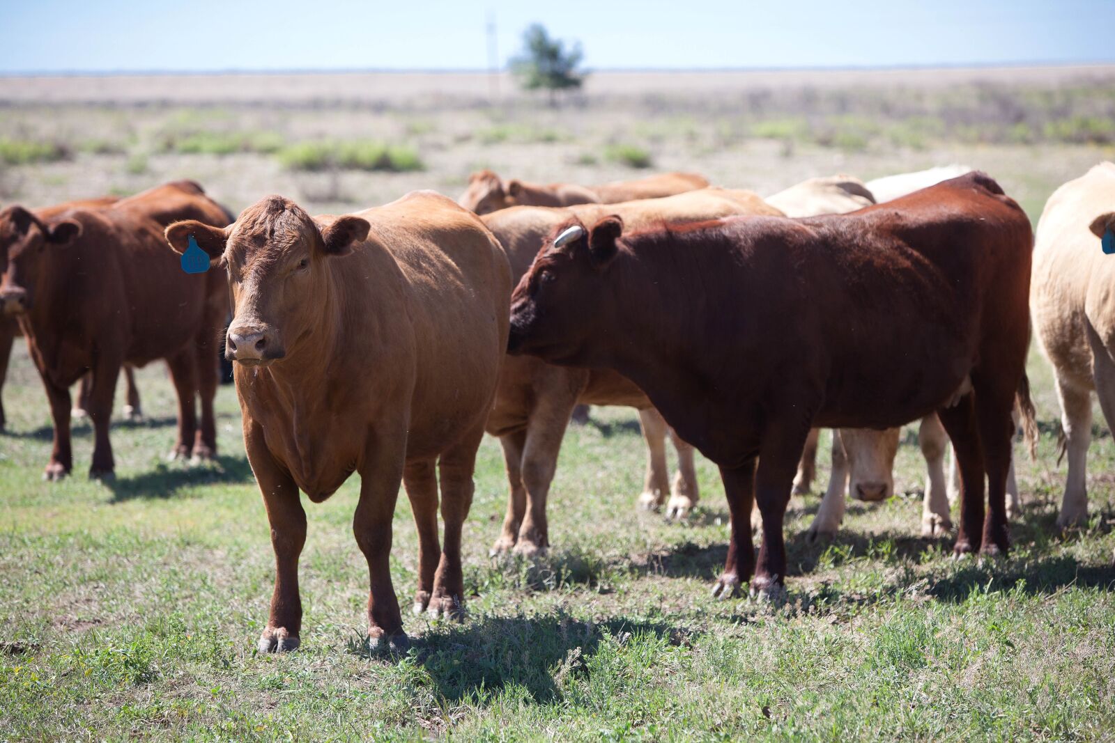 Canon EOS 5D Mark II sample photo. Big, domestic cows, farms photography