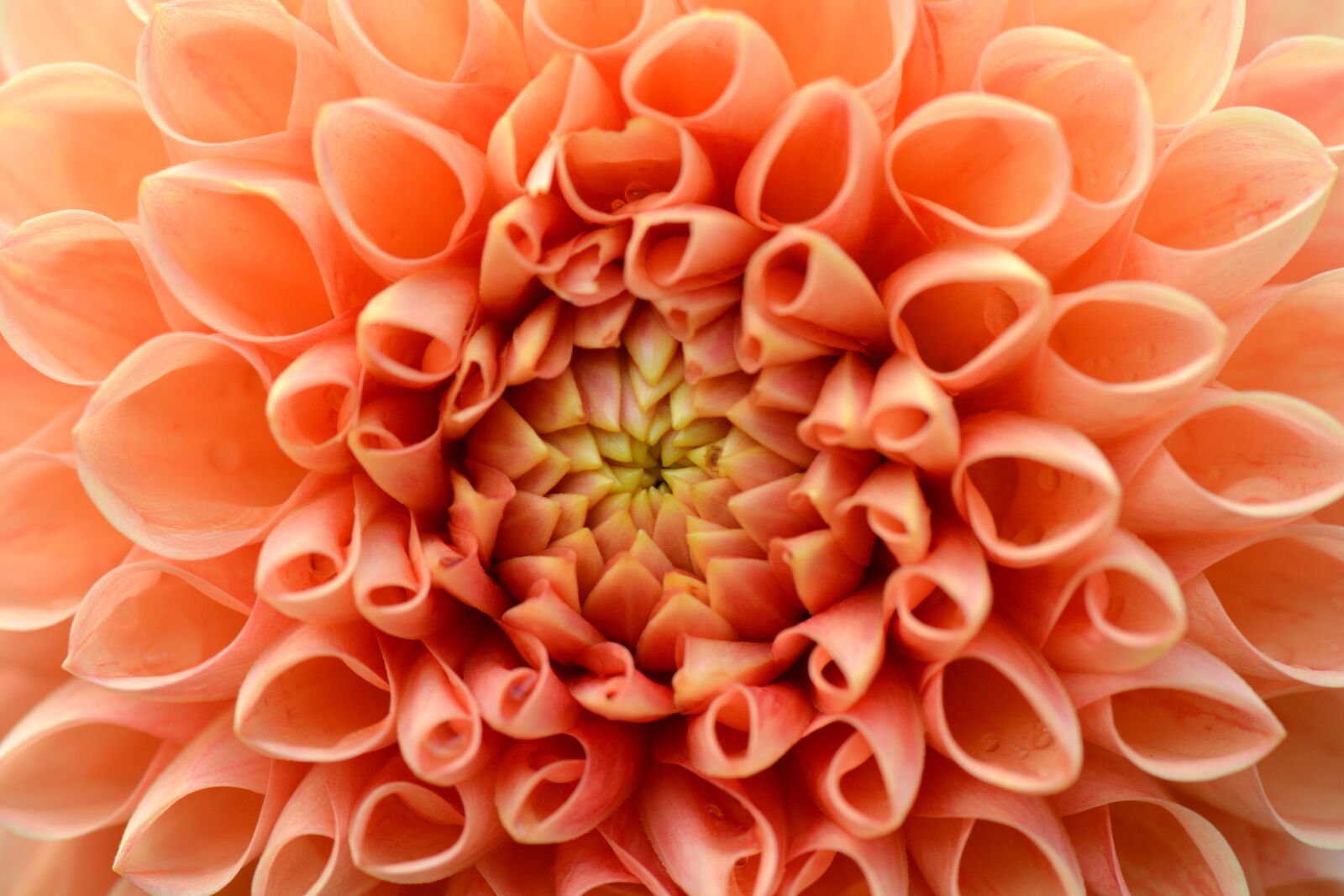 Nikon D5200 sample photo. Flower, nature, dahlia photography