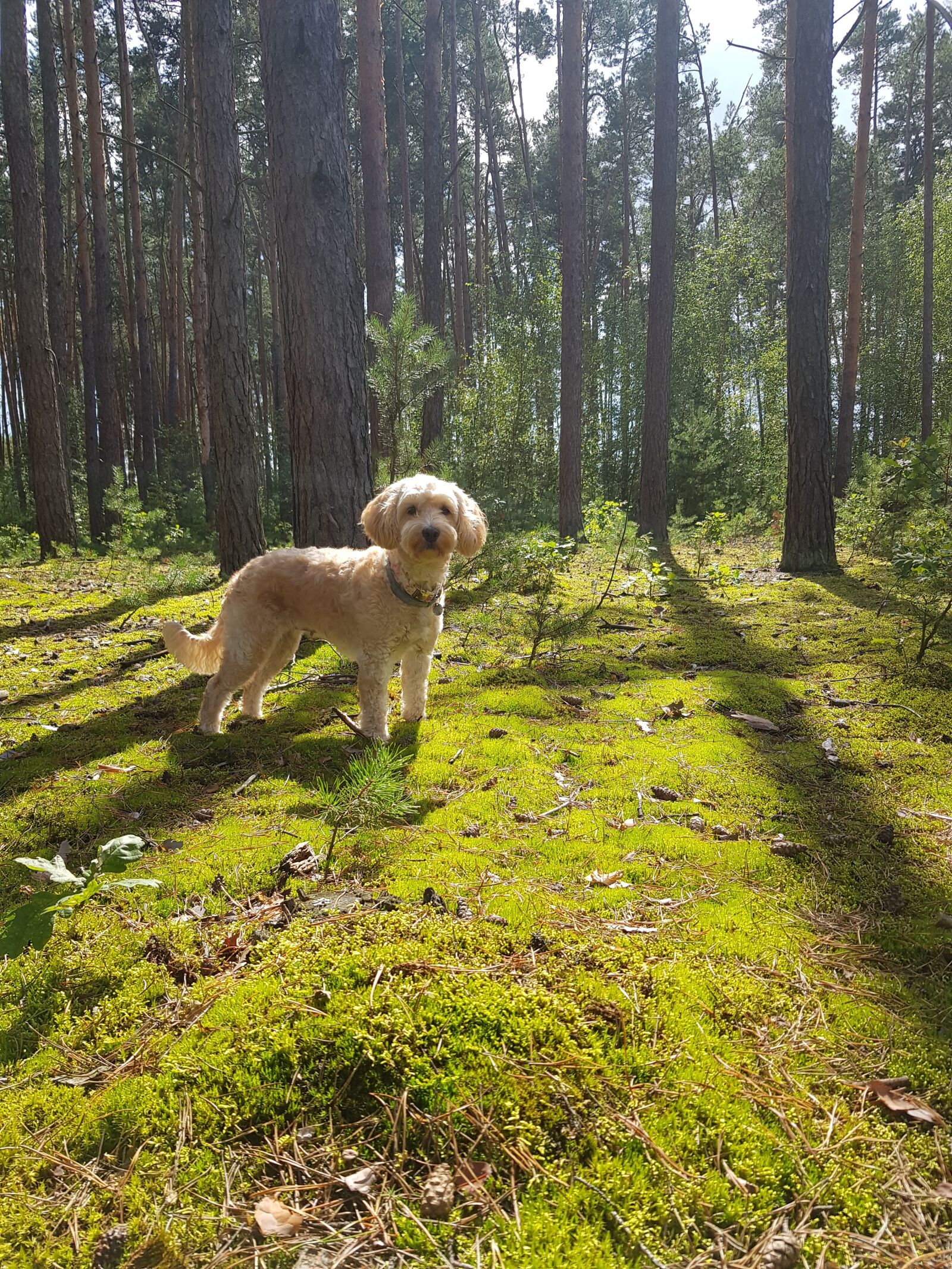 Samsung SM-N950F sample photo. Trees, sun, dog photography