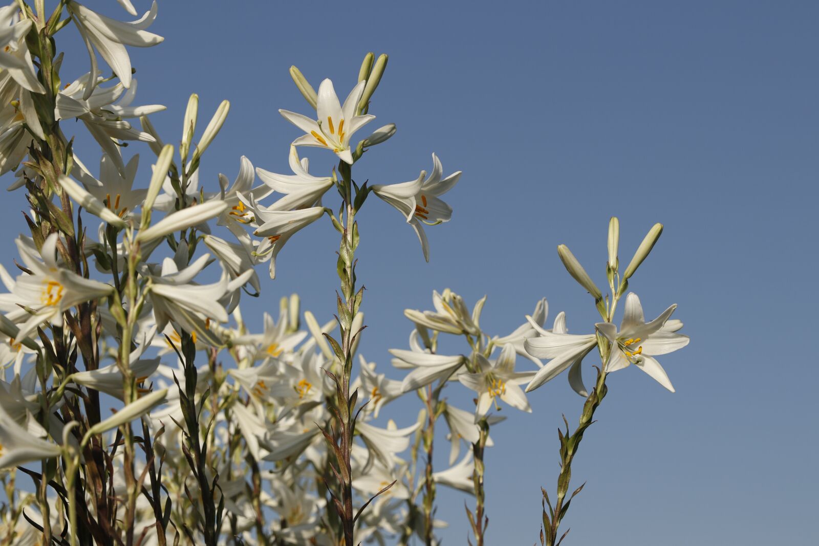 Canon EF 24-70mm F2.8L II USM sample photo. Flowers, lily, white photography