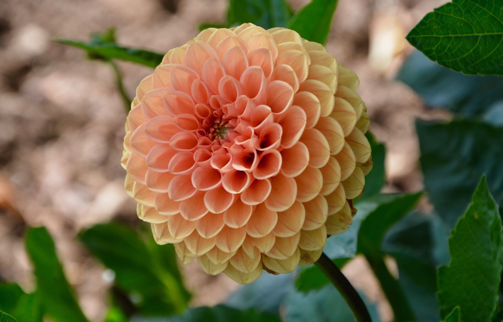 Nikon D5200 sample photo. Flower, flower color pink photography