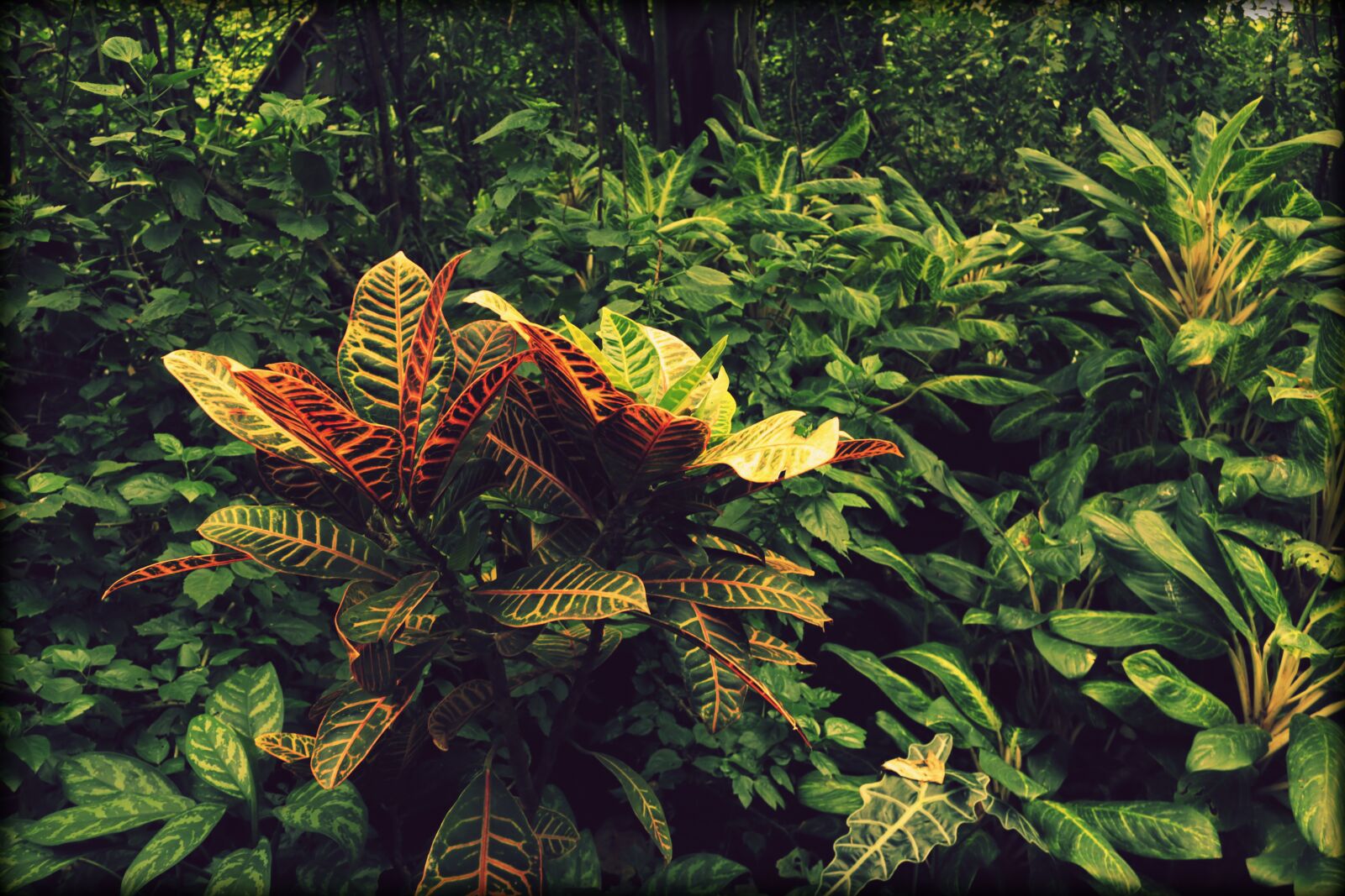 Canon EOS 70D sample photo. Jungle, plant, green photography