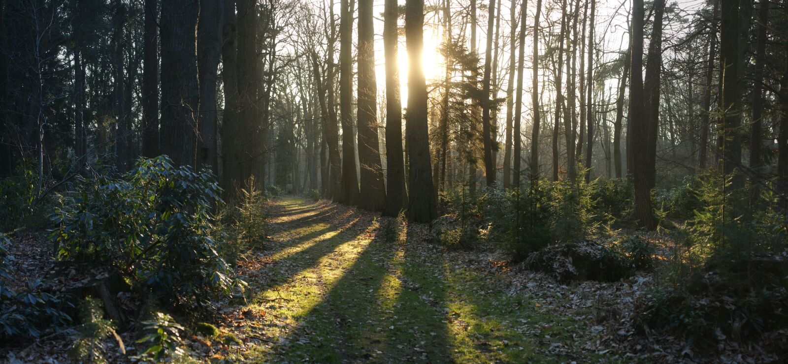 Sony Alpha DSLR-A700 sample photo. Panoramical, landscapes beautiful, wood photography