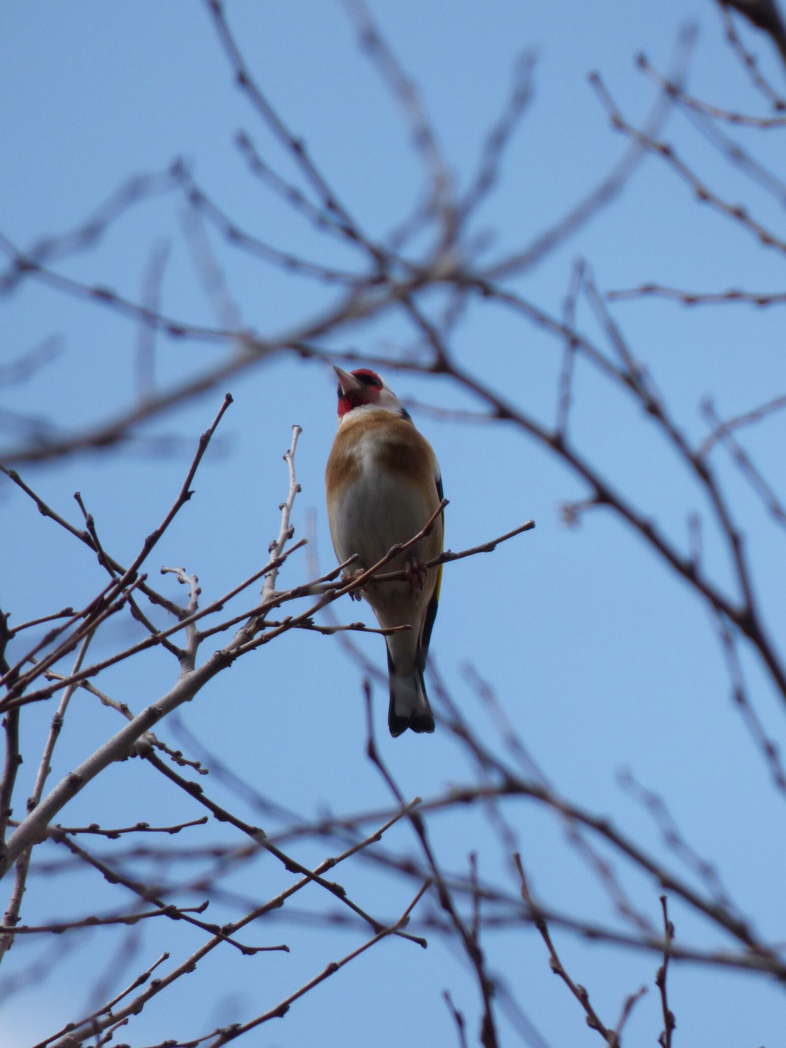Panasonic Lumix DMC-FZ70 sample photo. Goldfinch, cadernera, branches photography