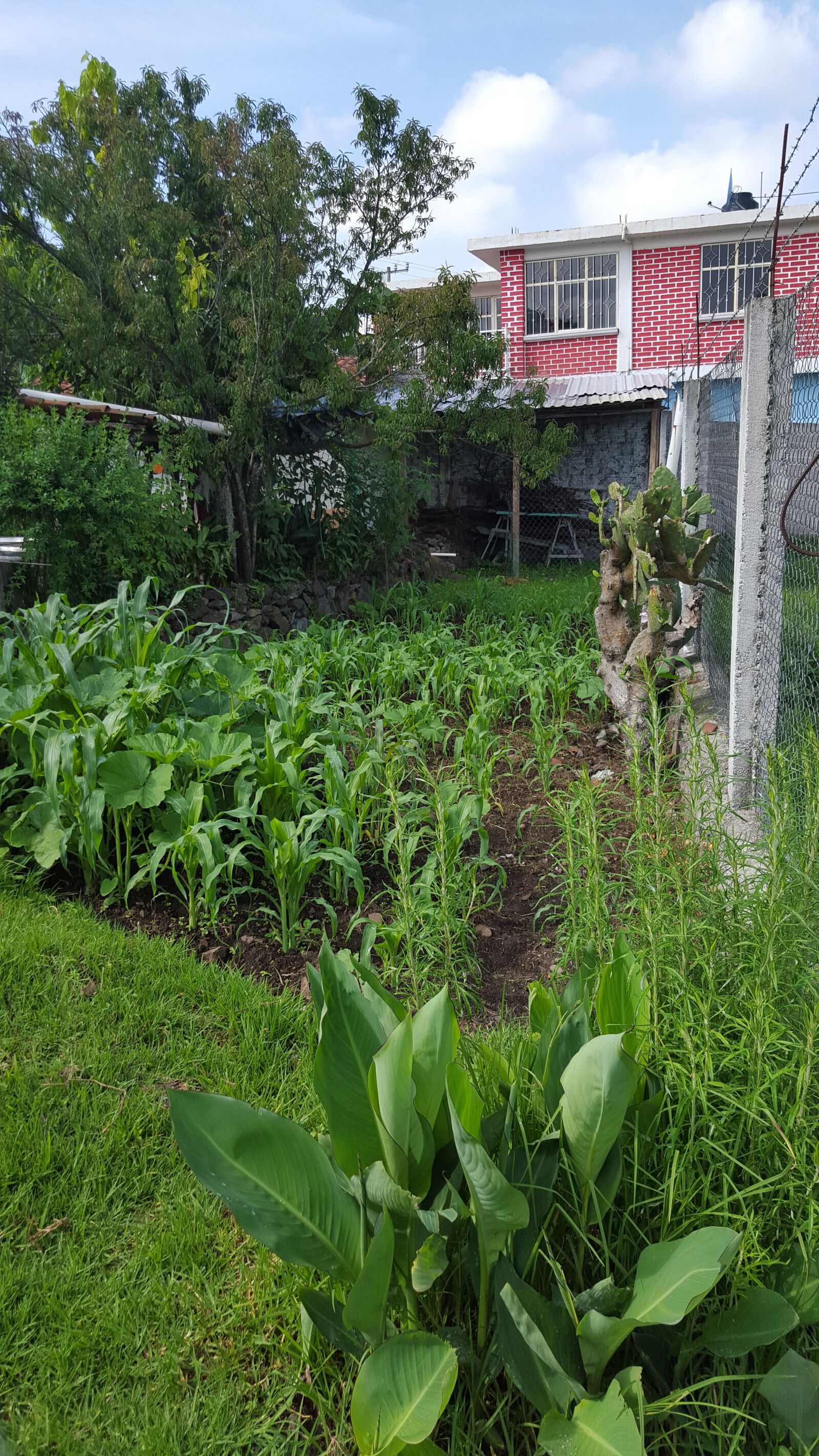 Samsung Galaxy S6 sample photo. Garden, mexico, pueblo photography