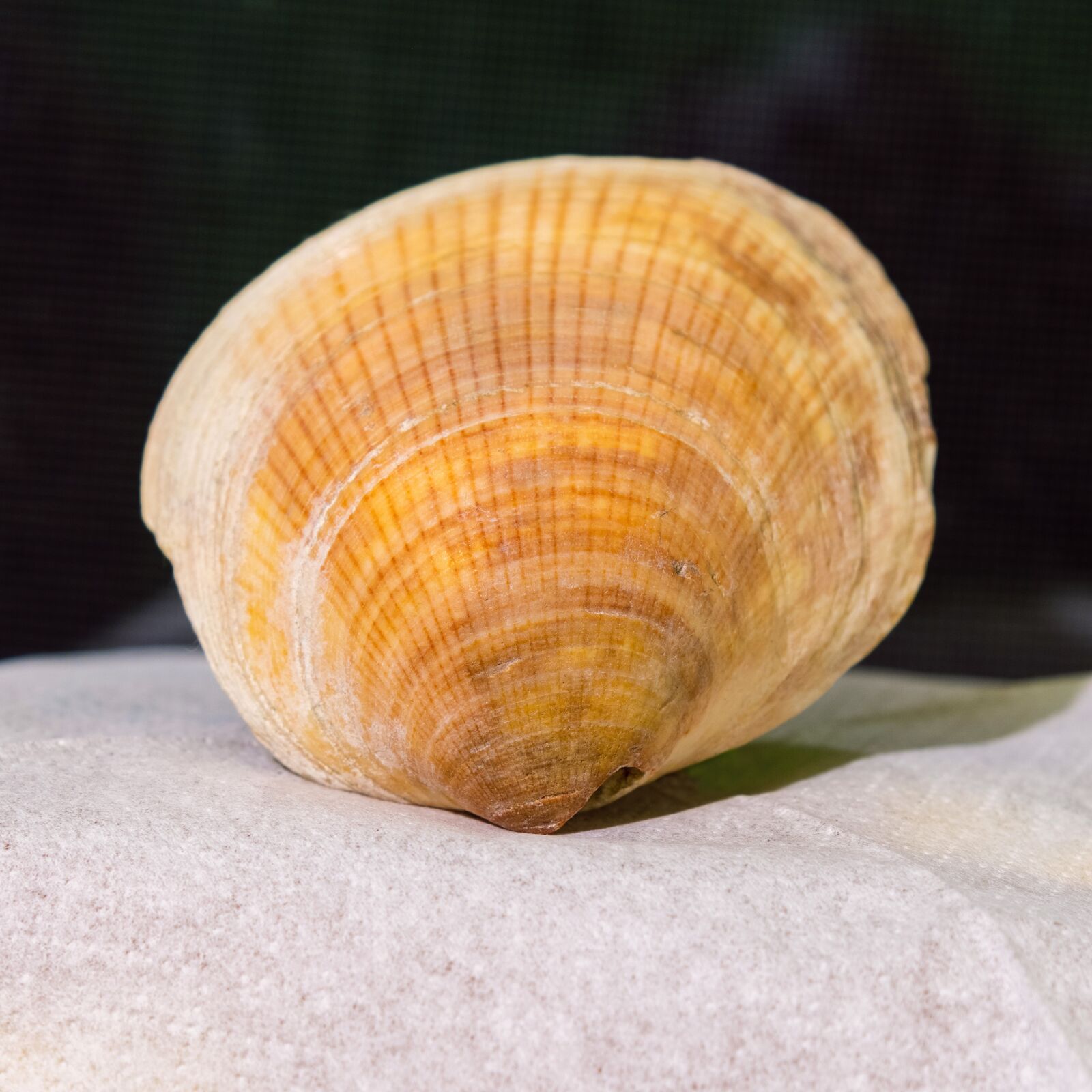 Nikon D850 sample photo. Last ra, shell, m photography