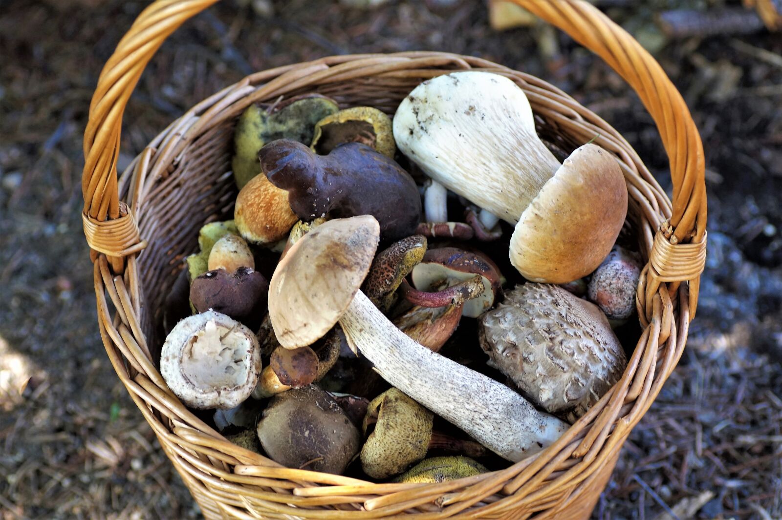 Sony SLT-A58 sample photo. Basket of mushrooms, mushrooms photography