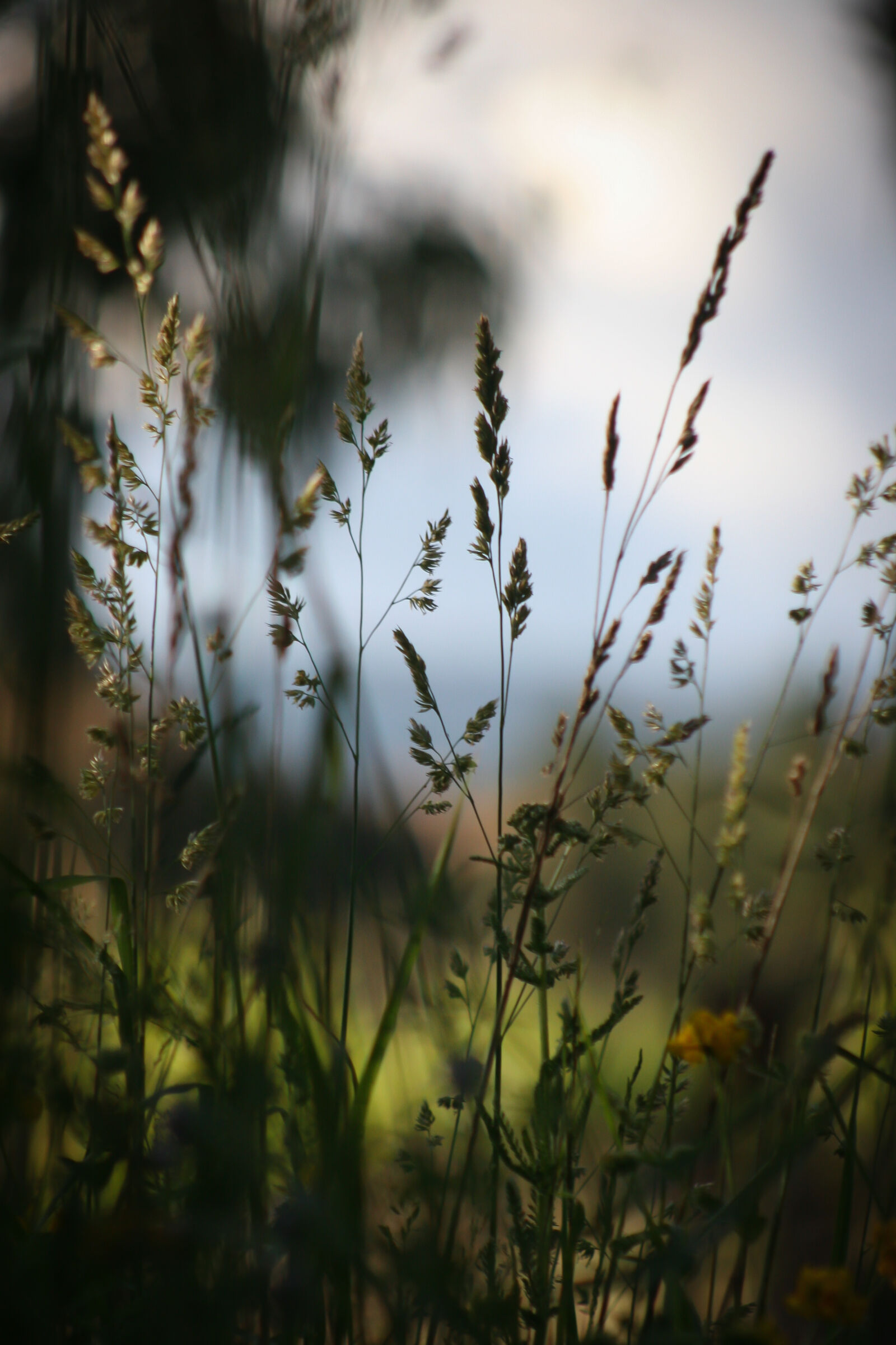 Canon EOS 20D sample photo. Grass, new, zealand photography