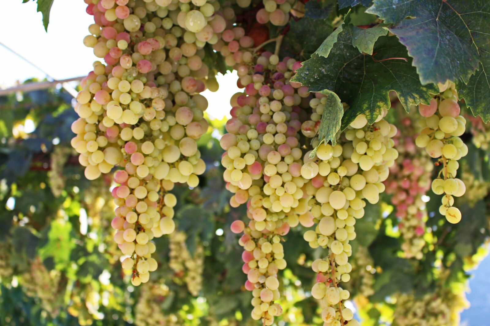 Canon EOS 700D (EOS Rebel T5i / EOS Kiss X7i) sample photo. Grapes, grapevine, wine photography