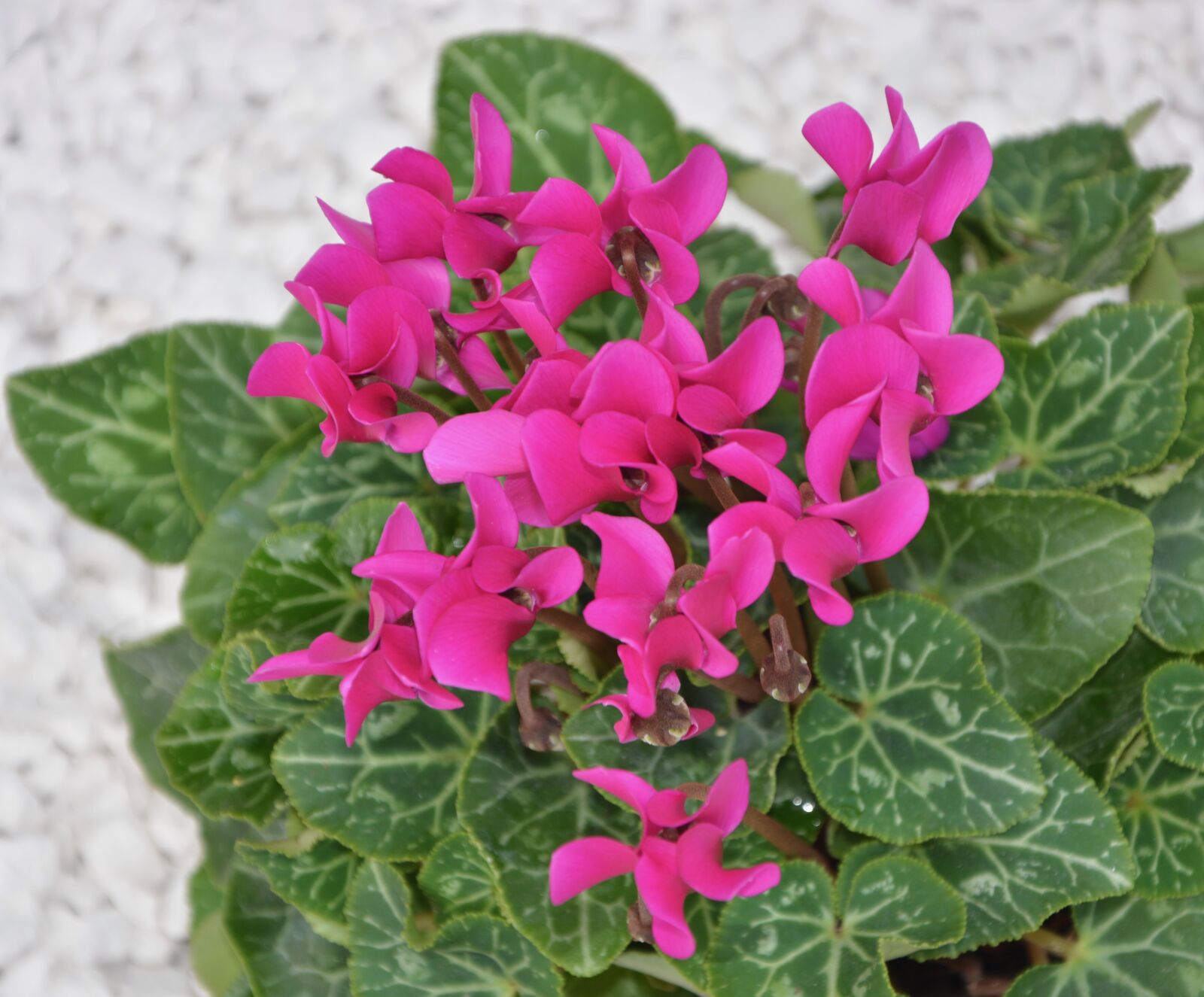 Nikon D5200 sample photo. Flower, plant cyclamen, green photography