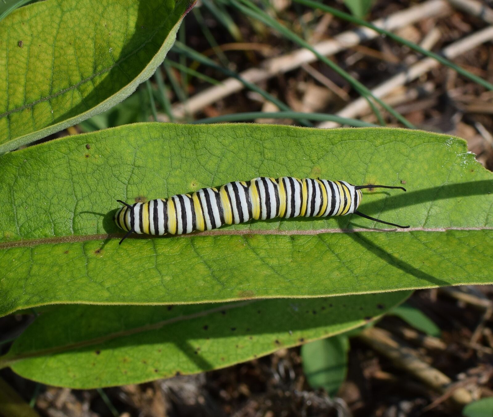 Nikon D3300 sample photo. Monarch butterfly caterpillar, larva photography