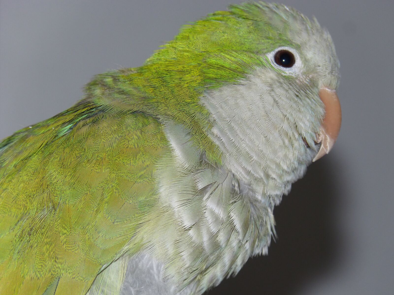 Panasonic DMC-FZ62 sample photo. Parrot, detail, feathers photography