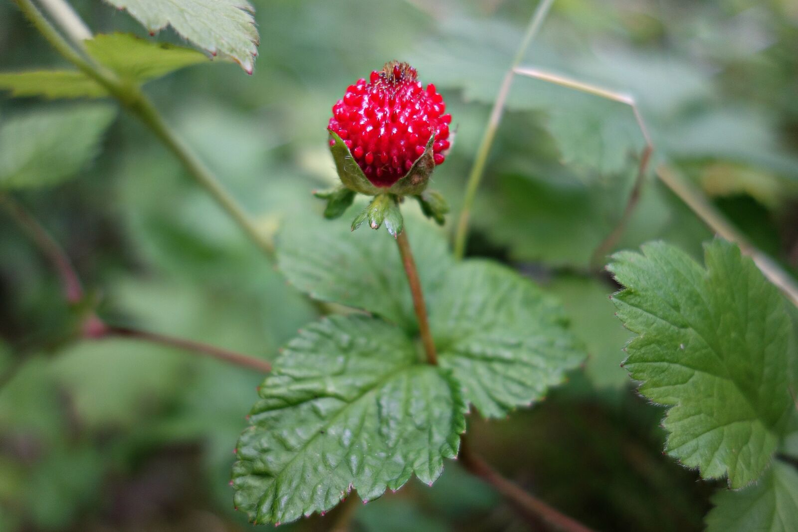 Sony Cyber-shot DSC-RX100 sample photo. Strawberry, wild strawberry, plant photography