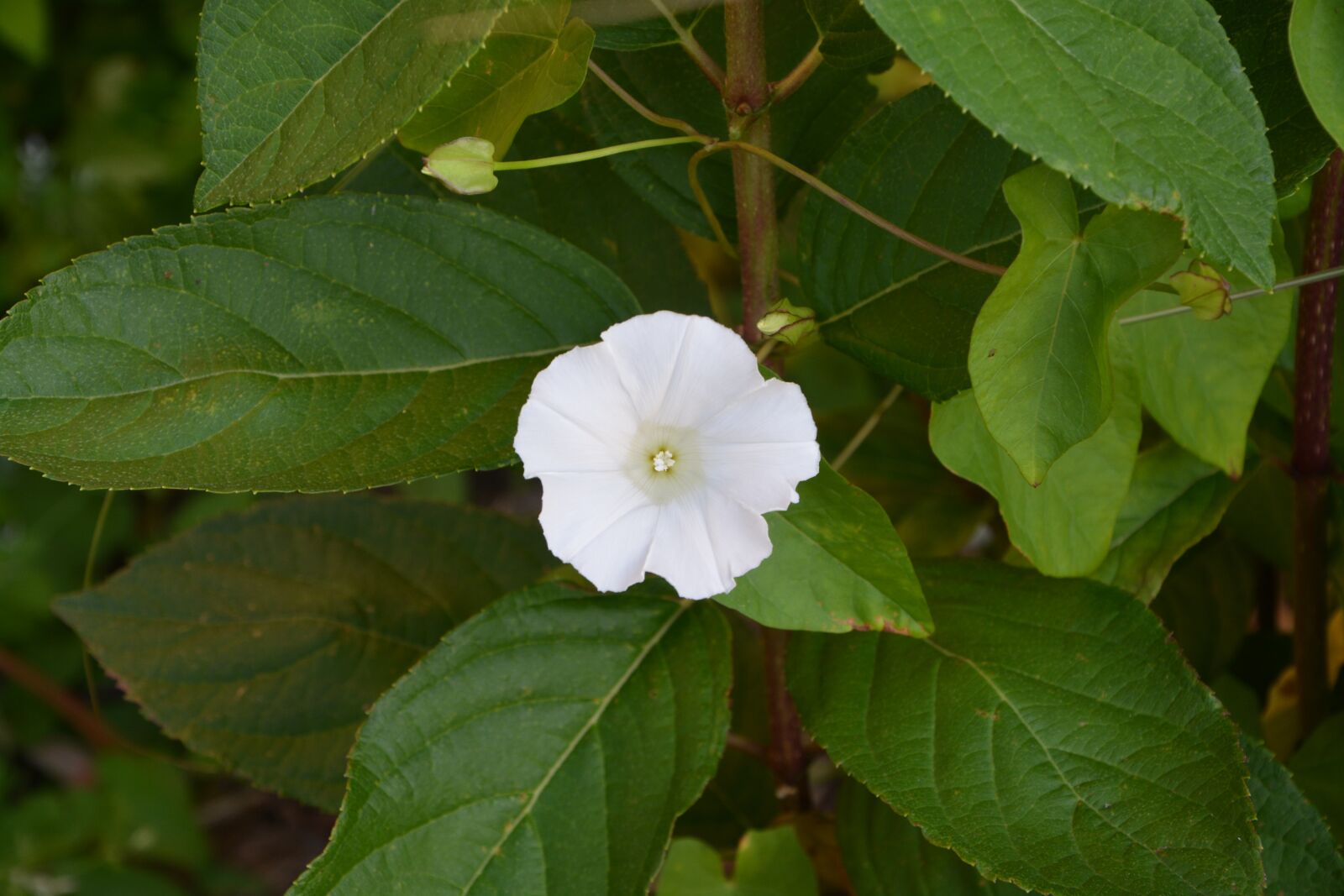 Nikon D5200 sample photo. White flower, green, nature photography